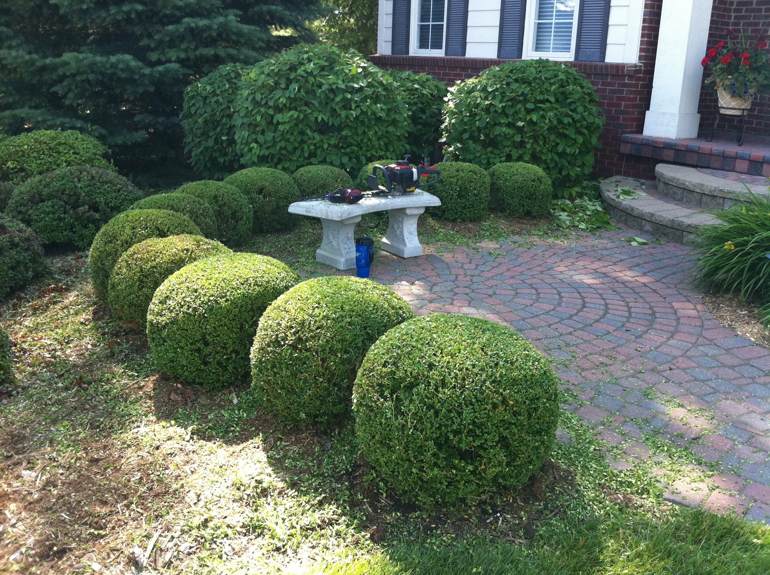 Prunned Shrubs.JPG