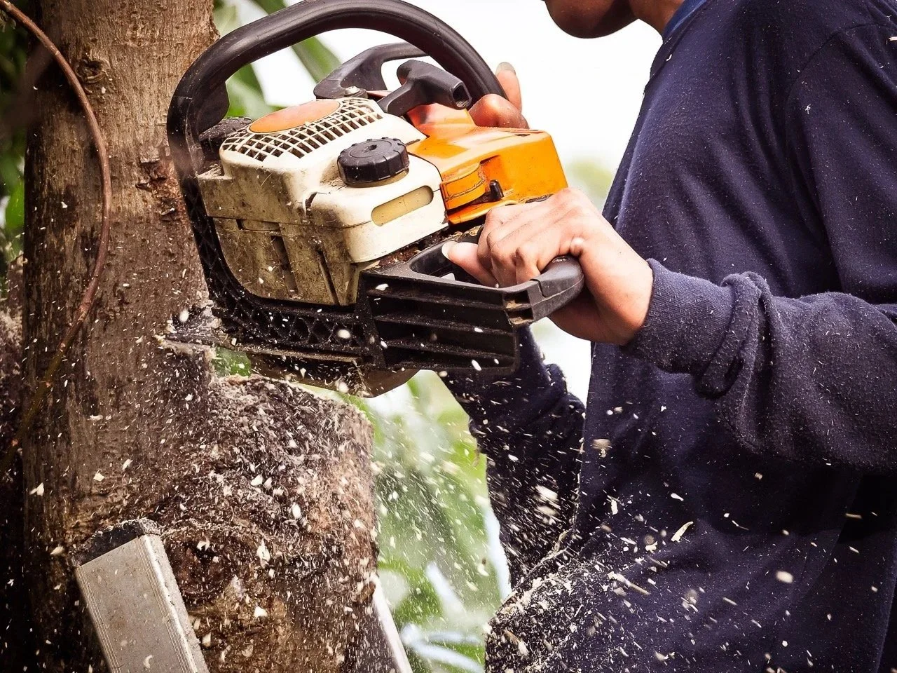 Man Cutting a Tree Down With Chainsaw
