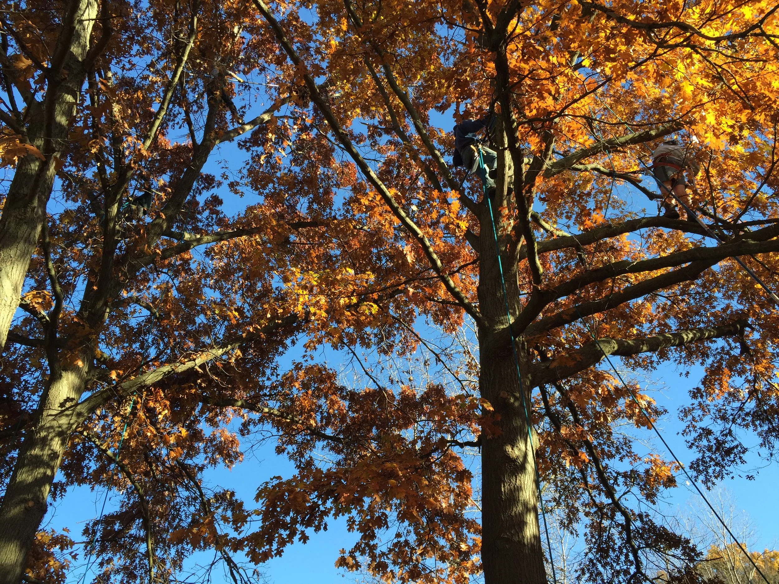 Fall Tree Thinning Job in Traverse City, MI.JPG