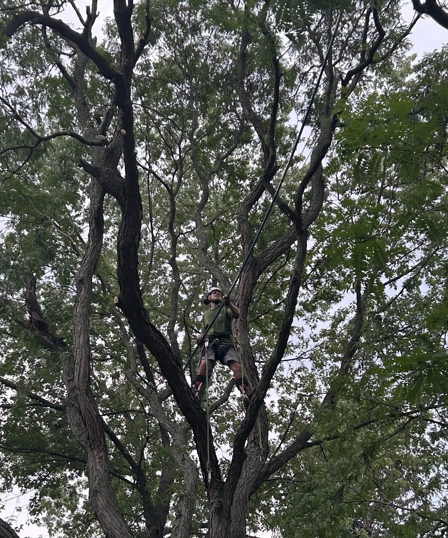 Climber thinning tree.jpeg