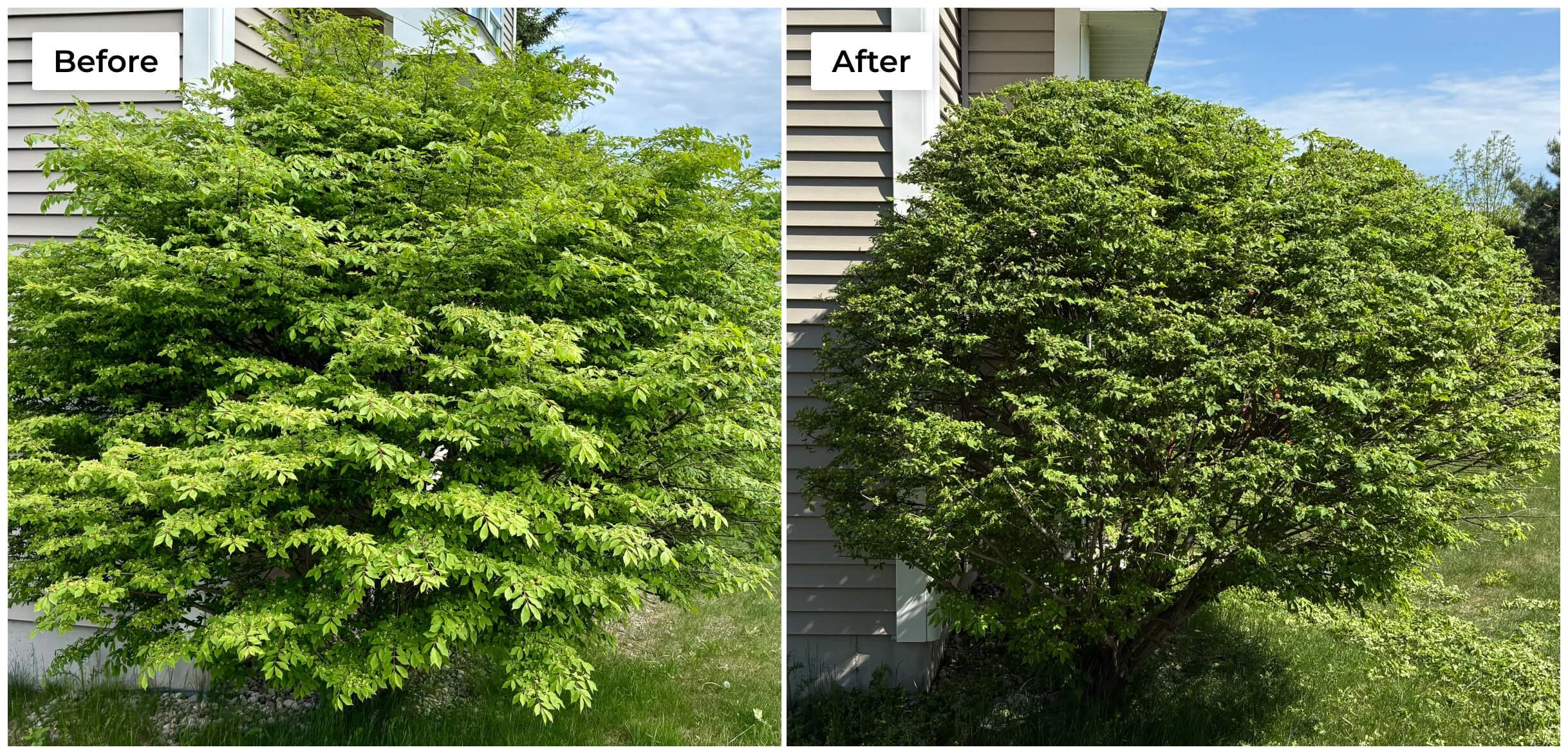 We recently shaped this burning bush for a customer in Traverse Heights.
