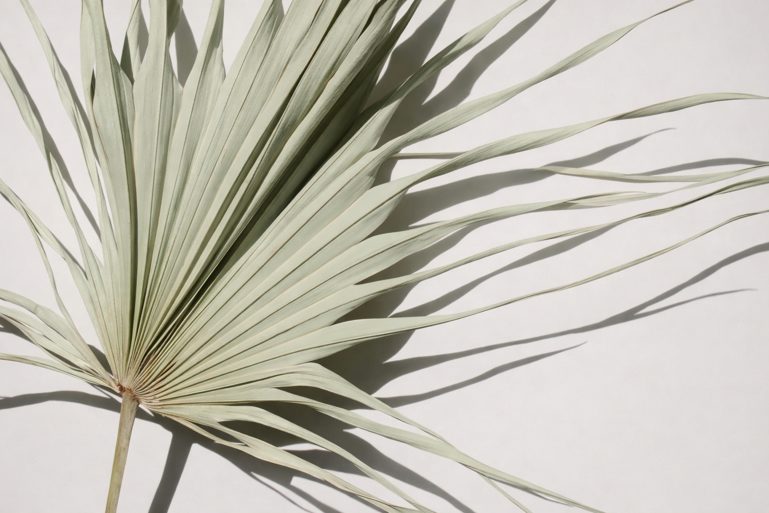 Dry palm leaf with elongated, pointed fronds casting shadows on a white background.