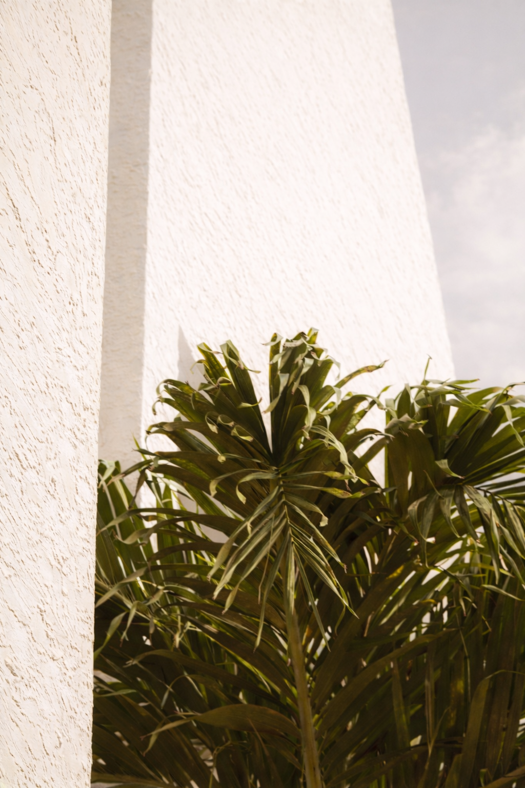 A green leafy plant in front of a white textured wall with sunlight and a partly cloudy sky.