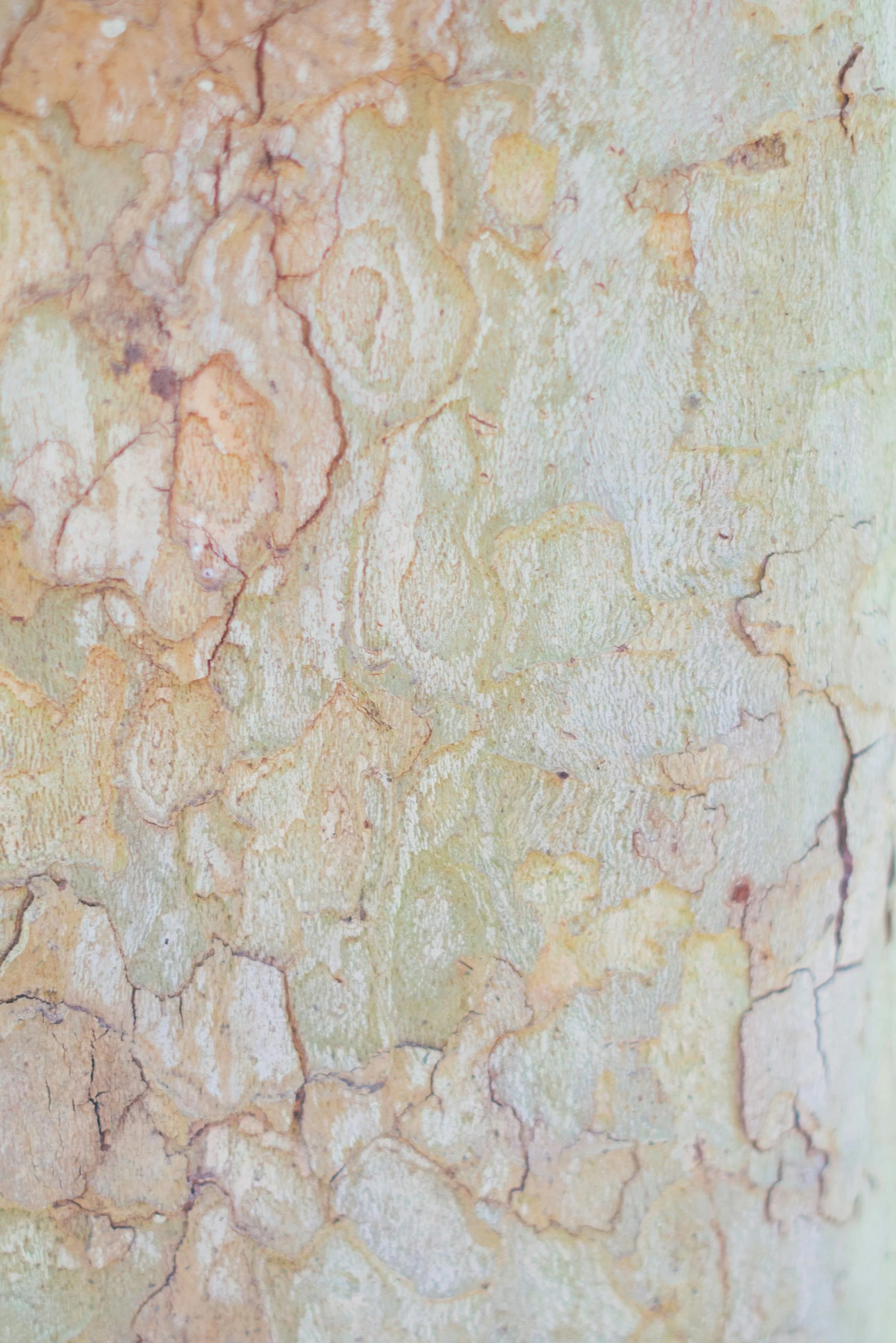 Close-up image of a tree trunk with peeling, textured bark in light tan and beige colors.
