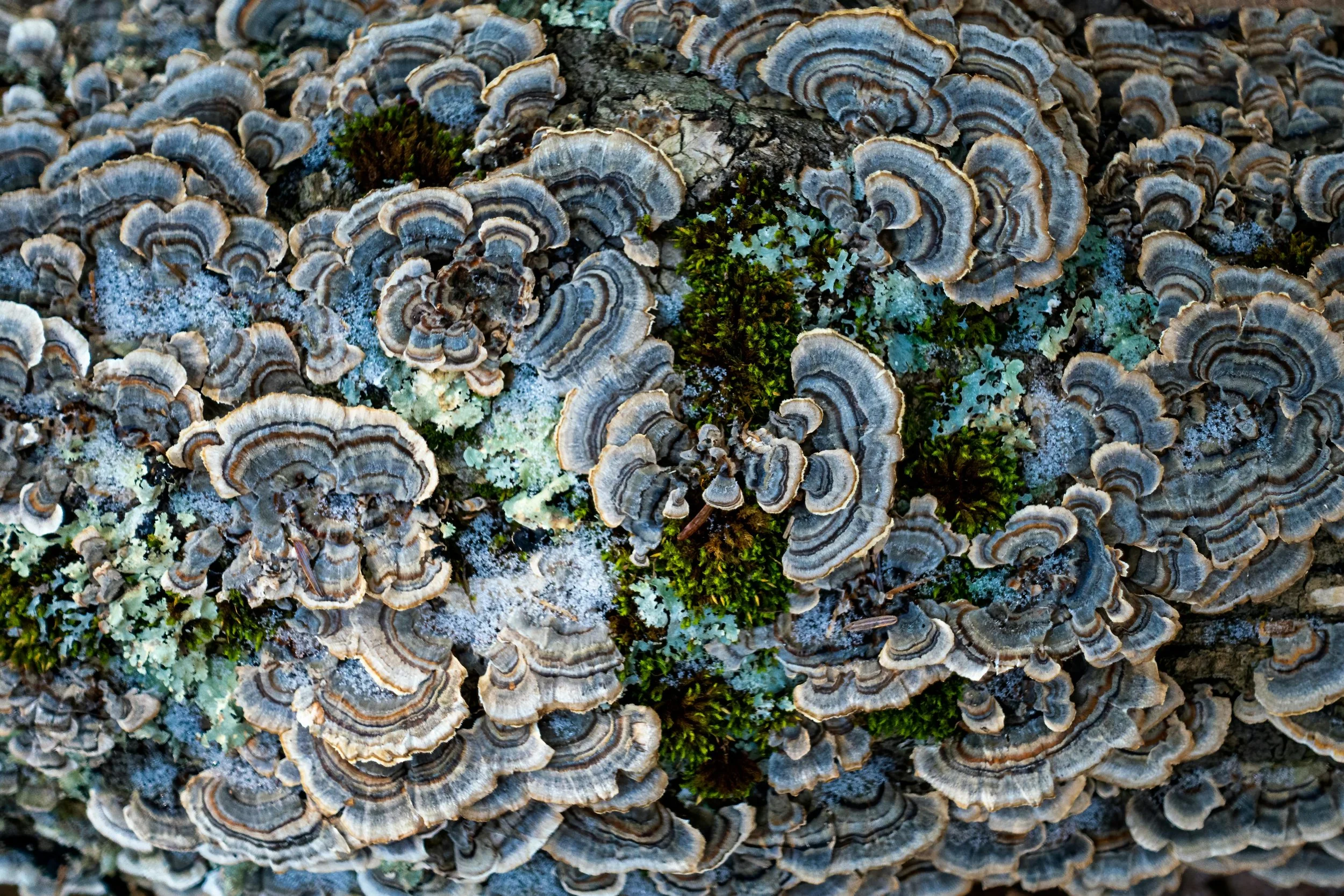 Close-up of a tree trunk covered in various fungi, moss, and lichen.