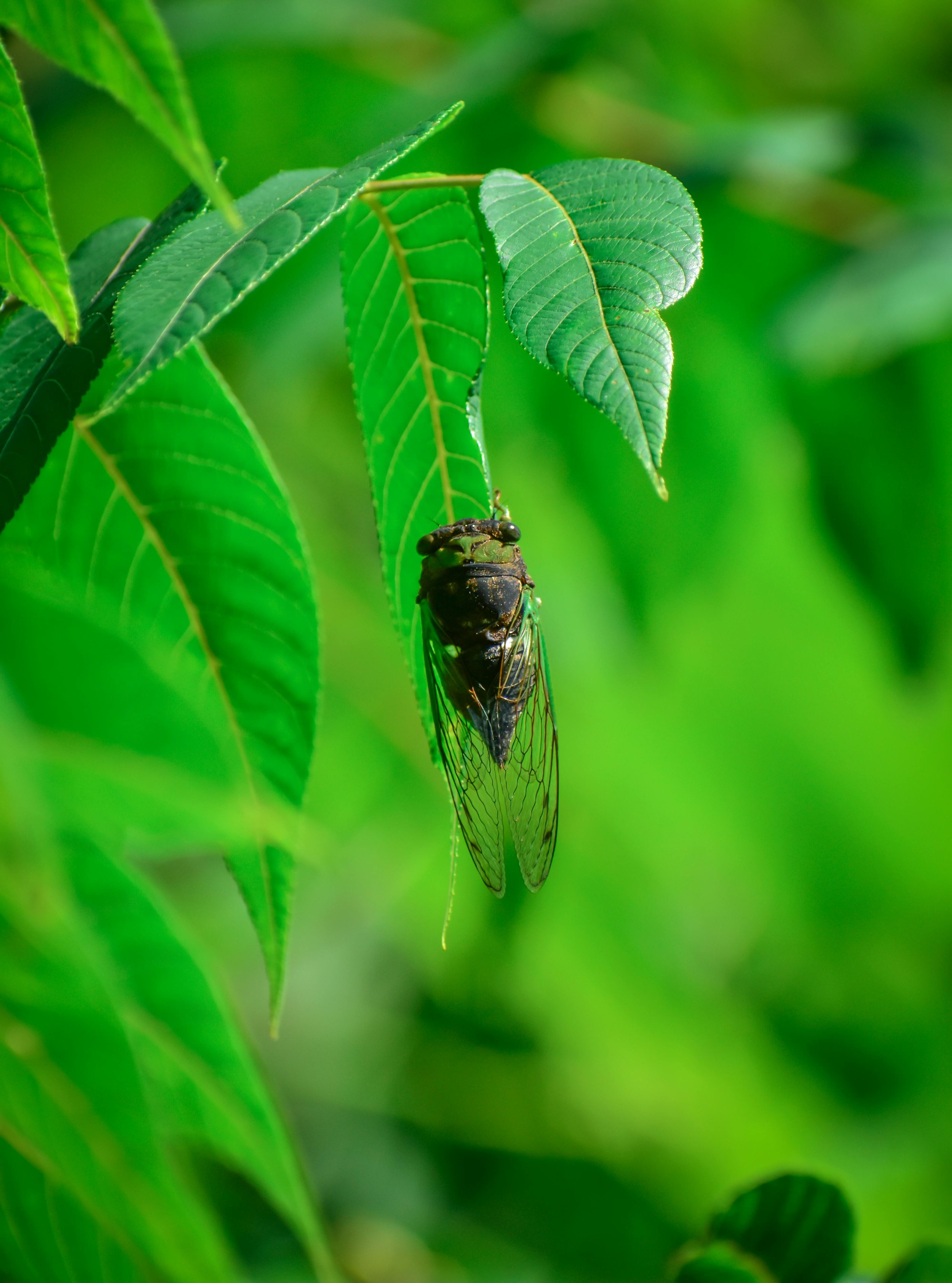 A close-up of a black and green cicada perched on a green leafy branch.