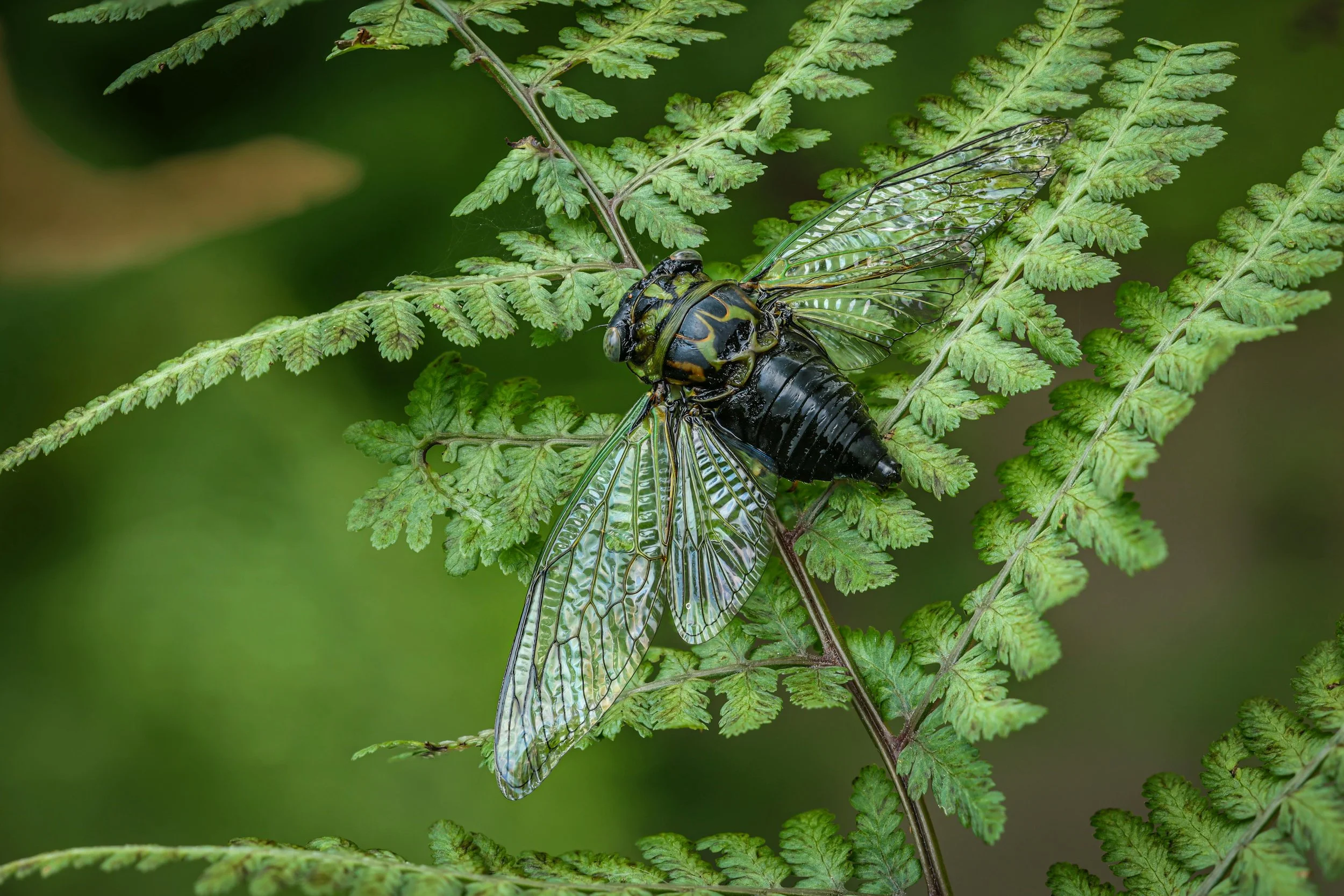 Individual therapy 45-50 minutes