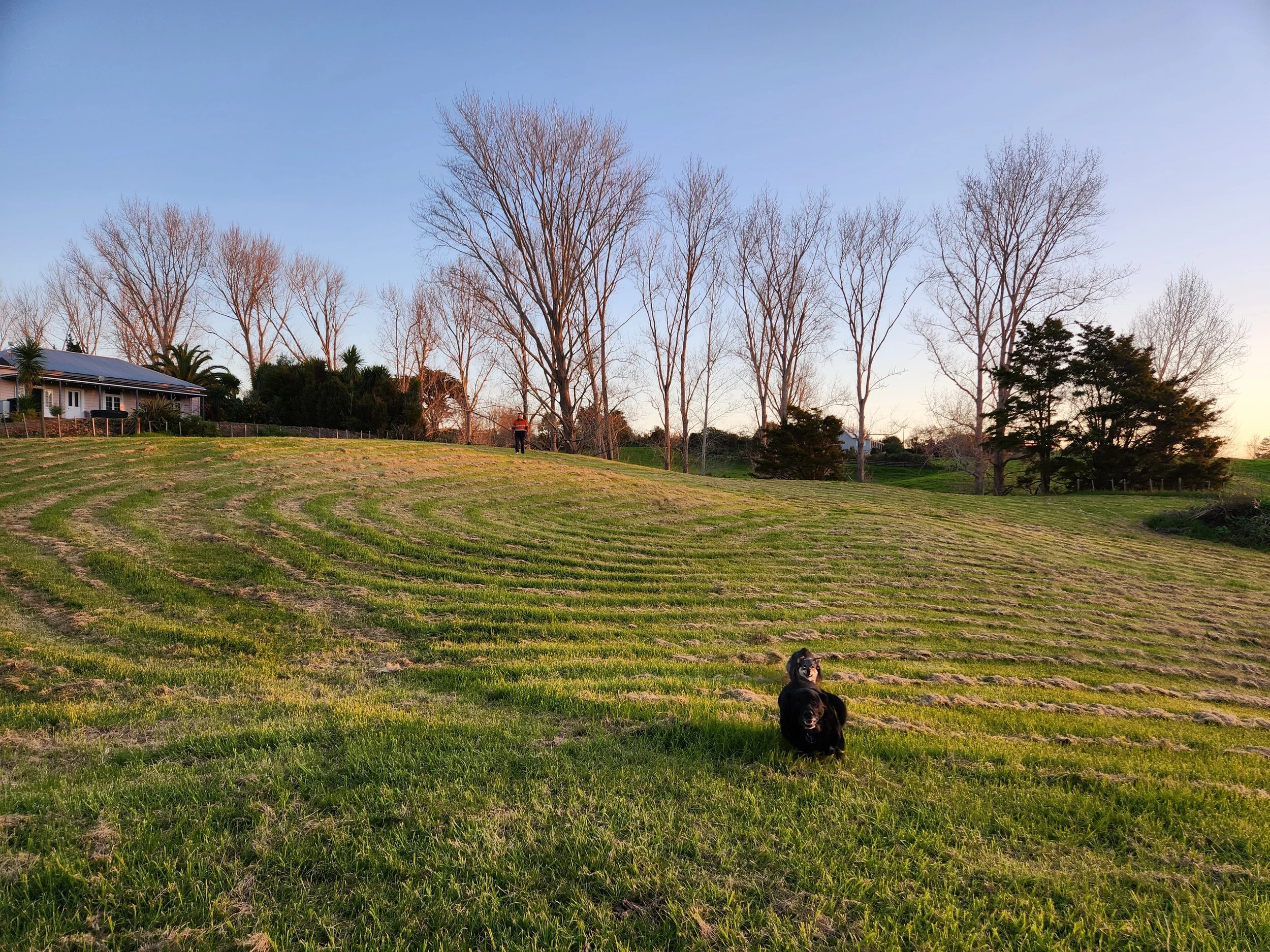 A grassy hill with two dogs in the foreground, a person in the midground, and trees and a house in the background.