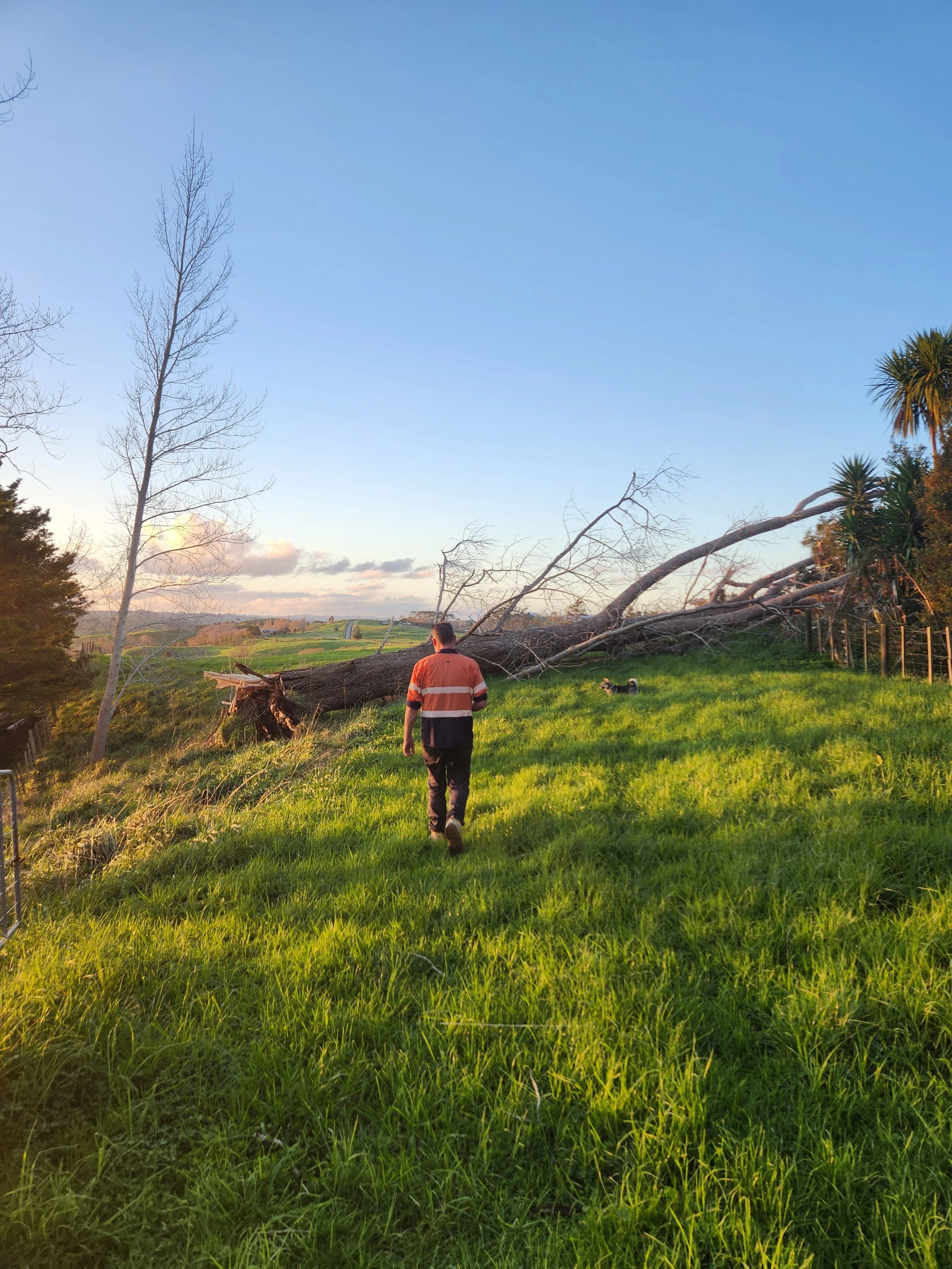 James Milne walking on a grassy paddock with a fallen tree in the background, during the early evening.
