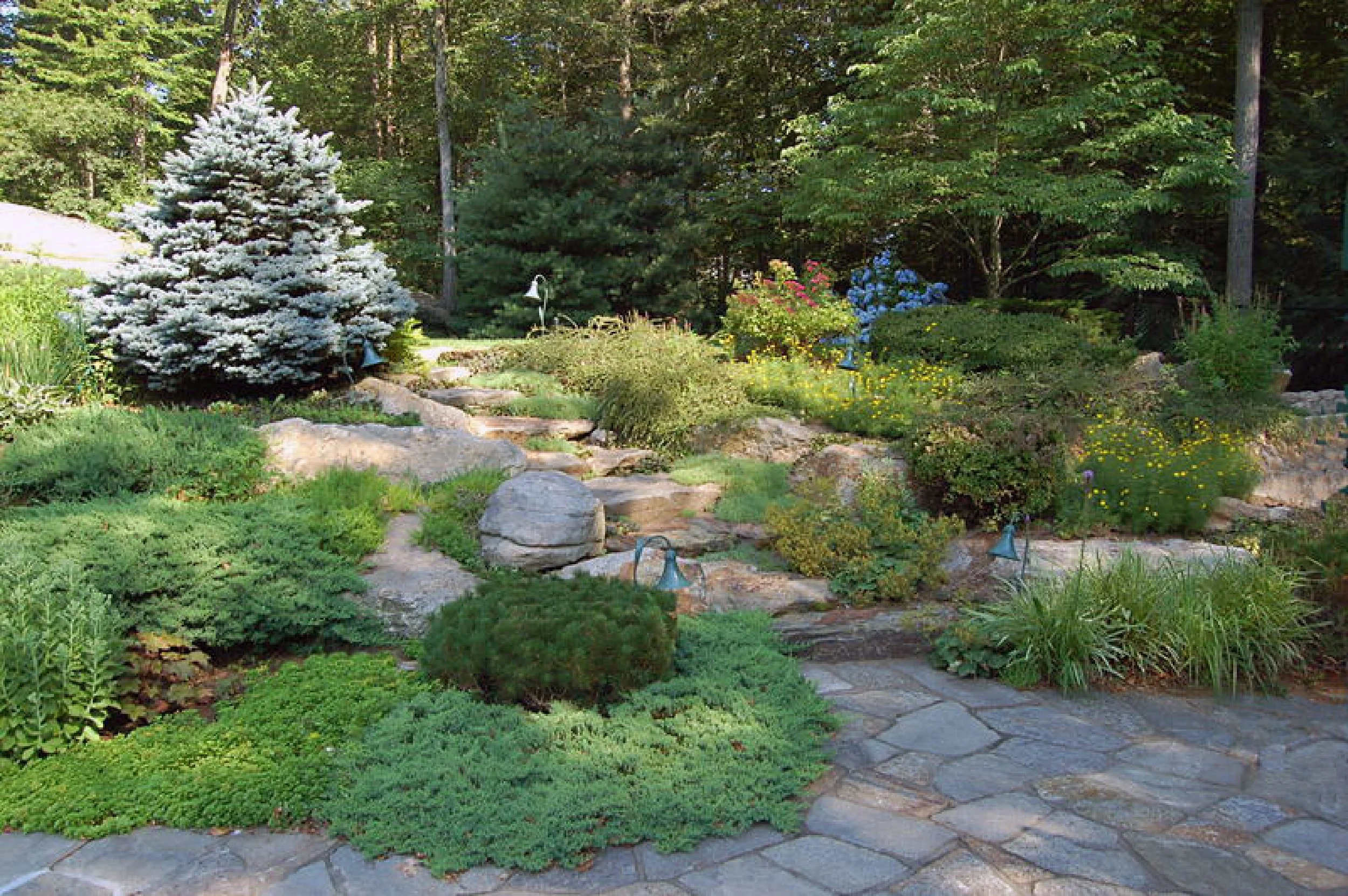 A landscaped garden with a stone pathway, a blue spruce tree, various shrubs, colorful flowers, and a background of tall trees.