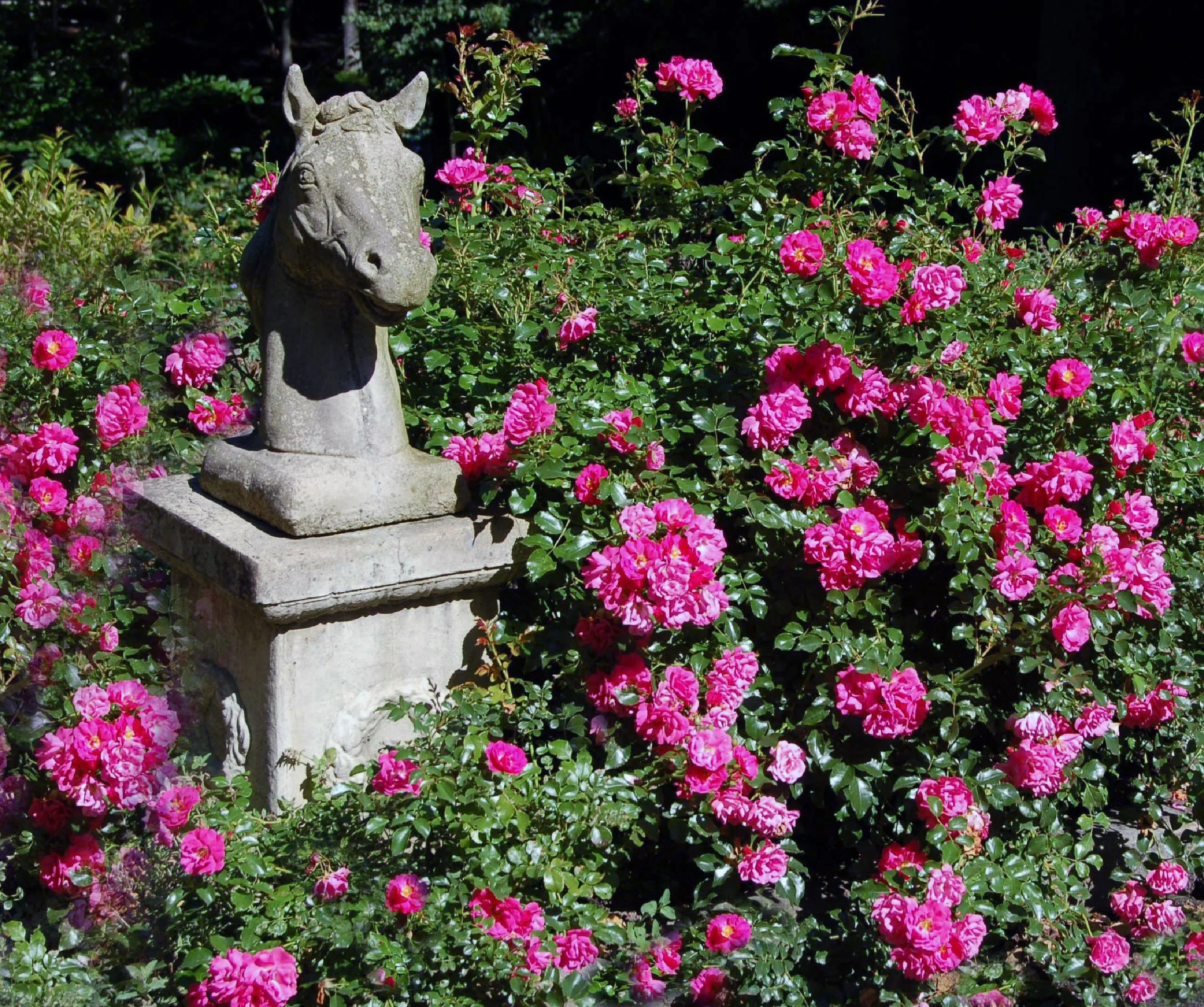 Stone sculpture of a horse's head on a pedestal surrounded by vibrant pink roses in a garden.