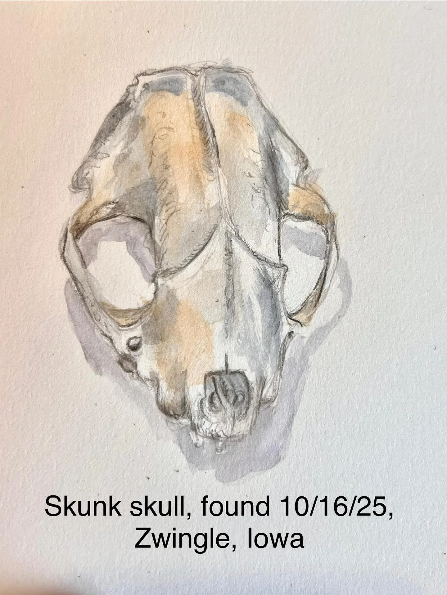 An unexpected animal skull find while visiting in Iowa today!
This is a skunk skull, fun to do a little study of it even if the sketch isn&rsquo;t amazing, the bones are beautiful!
#skunk #skull #animalskull