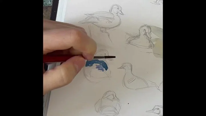 Here I go actually starting to figure out video content creation!
A little wood duck. Far from perfect production , but this is a start.
Just with iPhone, ProCamera app, iMovie, and a ring light overhead mount. #watercolorprocess #miniart #duck #wood