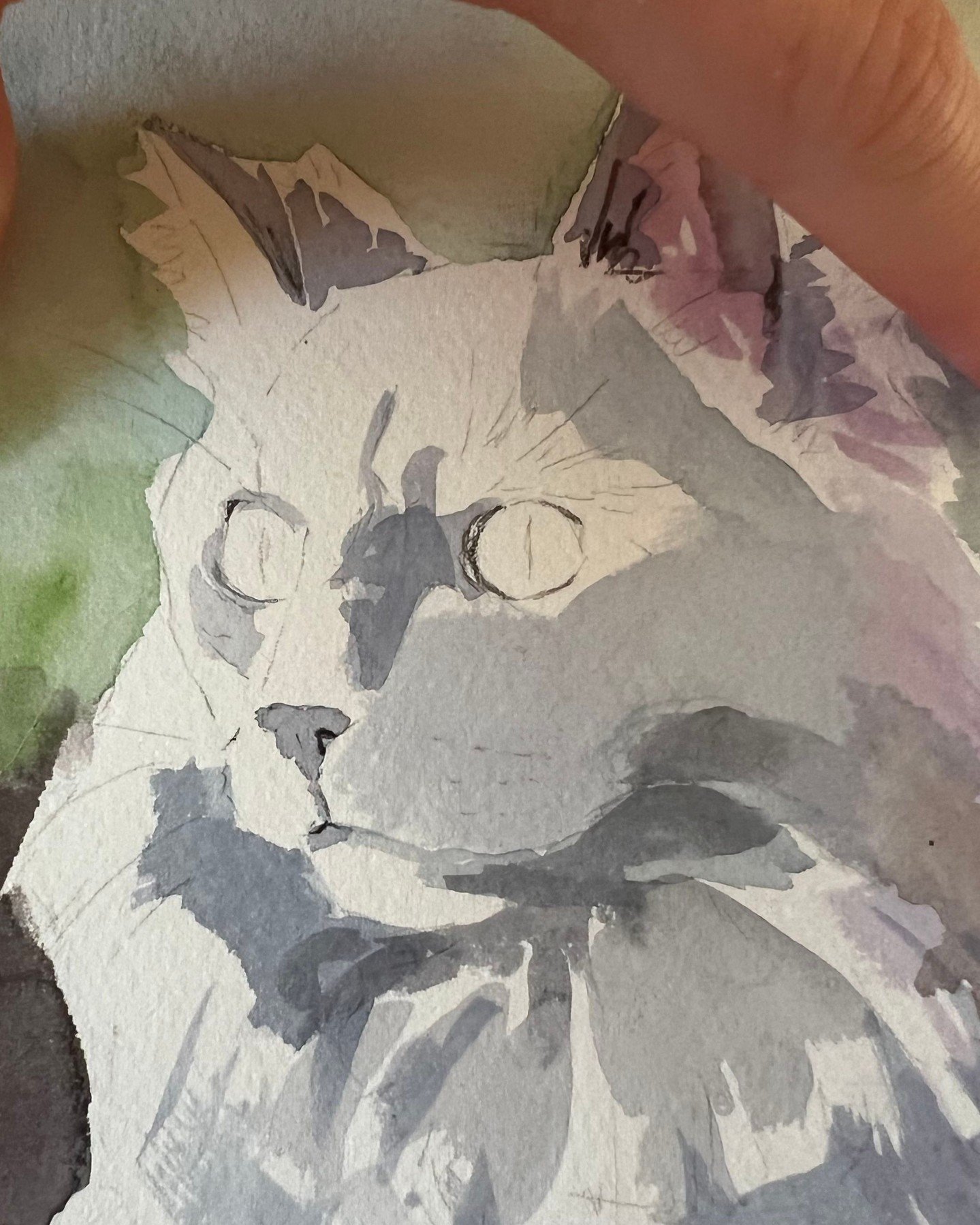 Cat watercolor portrait in progress, "Smokey"! This cat has a cool semi-mane.
#catportrait #petportrait #catWIP #watercolorcat