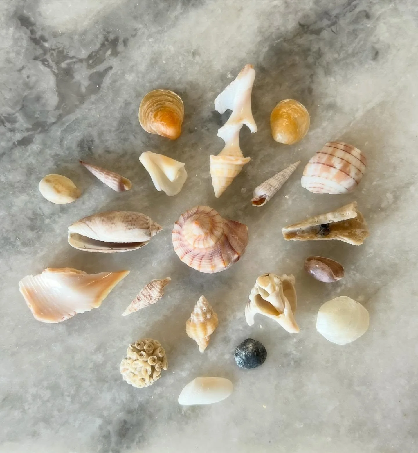 #florida #seashells #gulfofmexico🌊