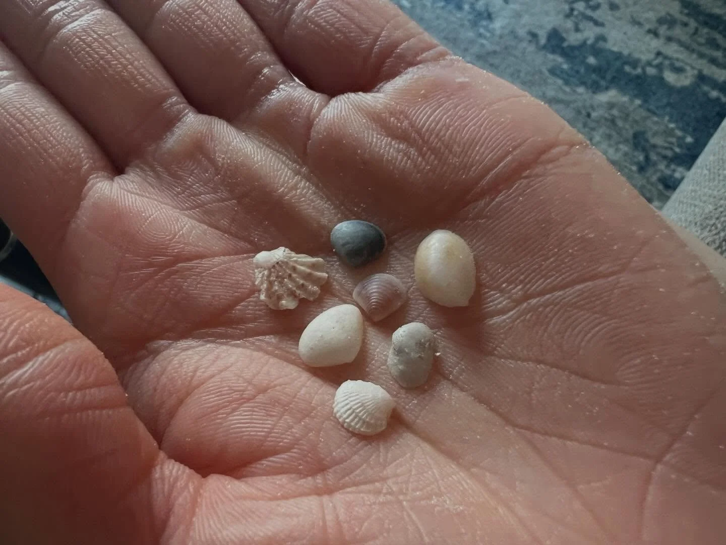 Look how tiny these shells are!  #floridashells #indianrocksbeach