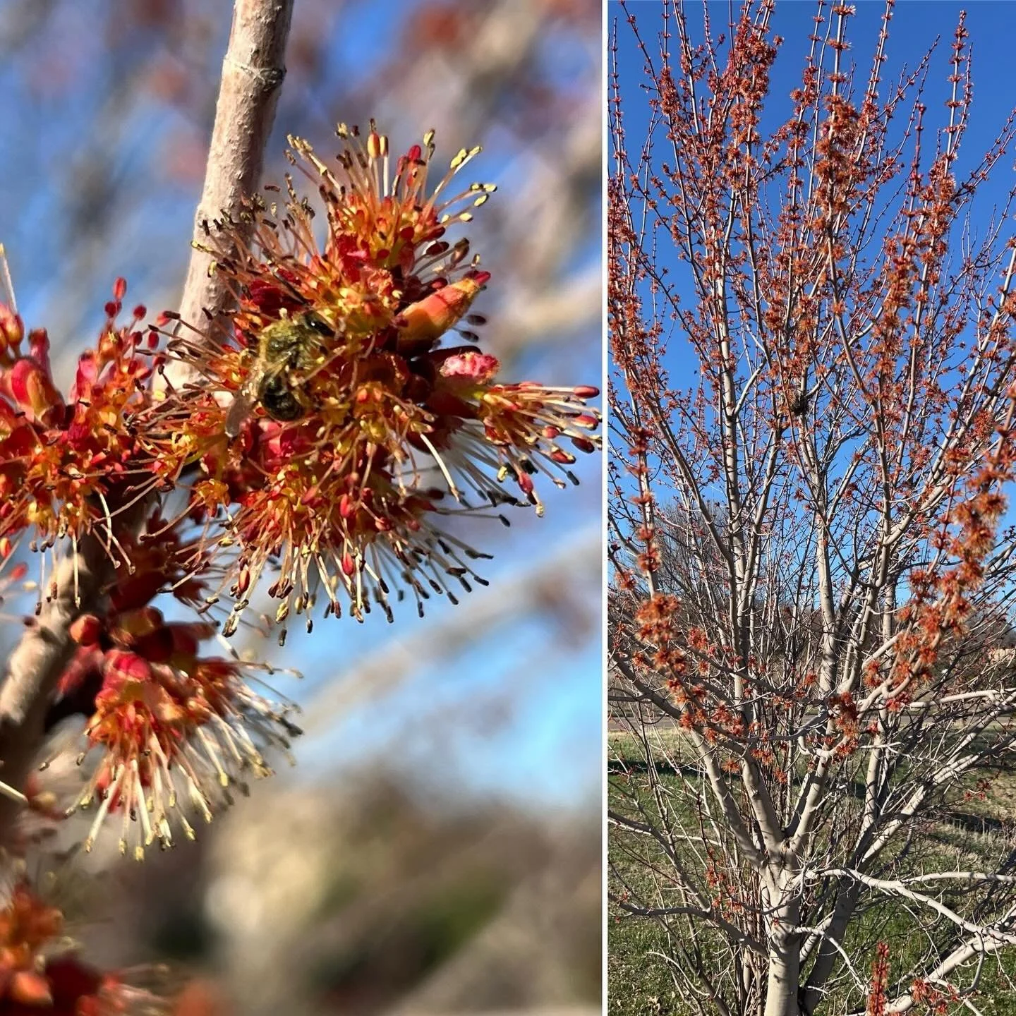 It is April 15th in Minnesota and this red maple is short enough to see all the pollinators positively buzzing all around the flowers! #pollinator #redmaple