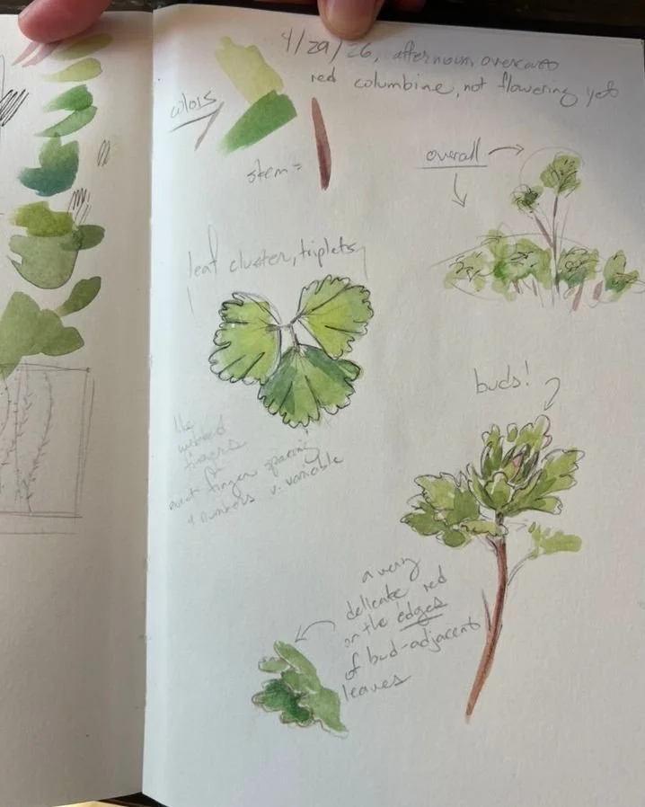 practicing some nature journaling on a red columbine -- I was eager to go back the next day and see the growth of the blossom, but the plant had become rabbit food!