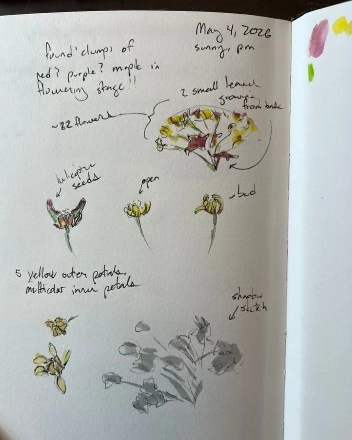I fell in love with the spring blossoms of the crimson king maple tree a couple weeks ago - their joyous little structure, seeing the tiny helicopter seeds emerging from the flowers, and the colors are lovely too.
So had to do some sketching / nature