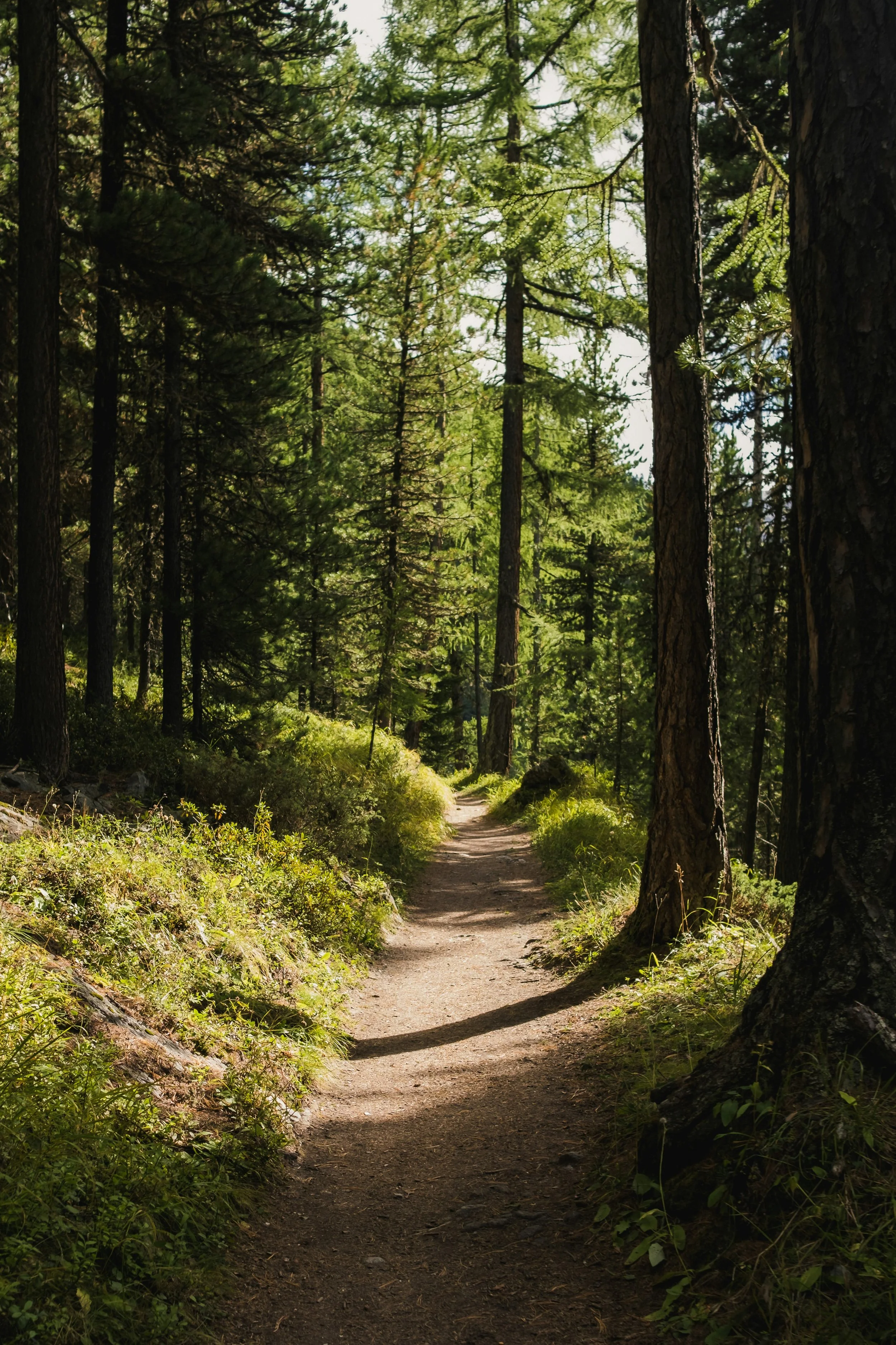 A dirt trail winding through a lush forest of tall evergreen trees with green foliage and sunlight filtering through.