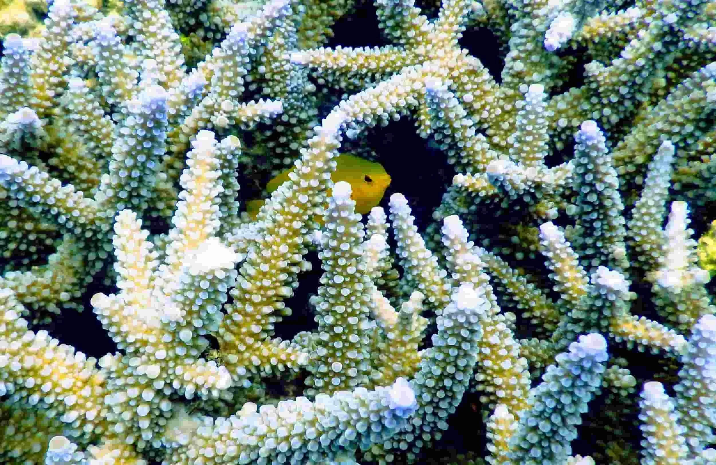 Small yellow fish peeks out from dense branching coral covered in pale blue and white tips. Image reflects themes of protection curiosity and inner parts gently emerging, often used as metaphor in internal family systems and ifs coaching.