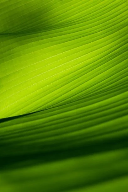 light green banana leaf macro photograph