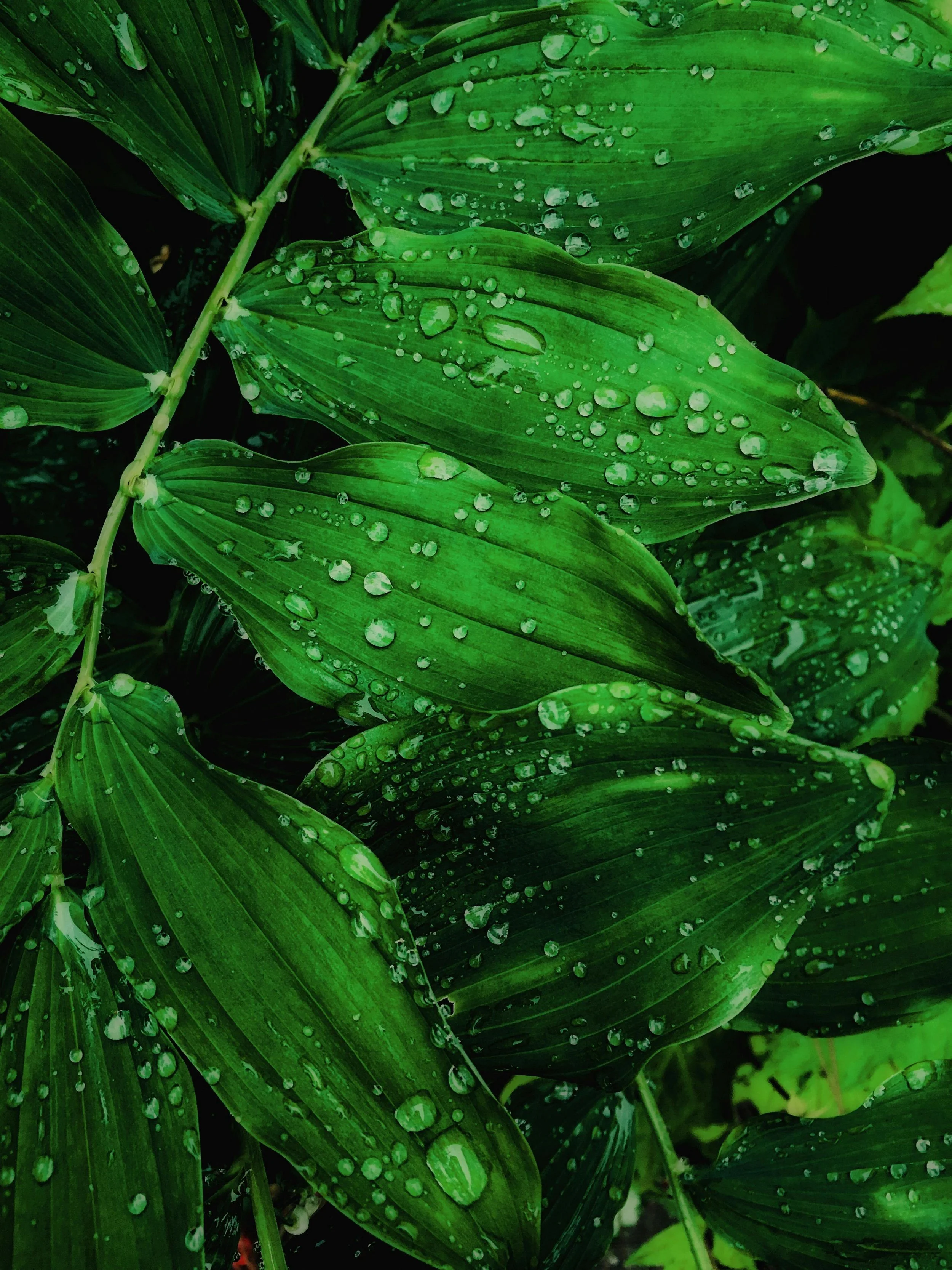 dewdrops on rich green tropical leaf