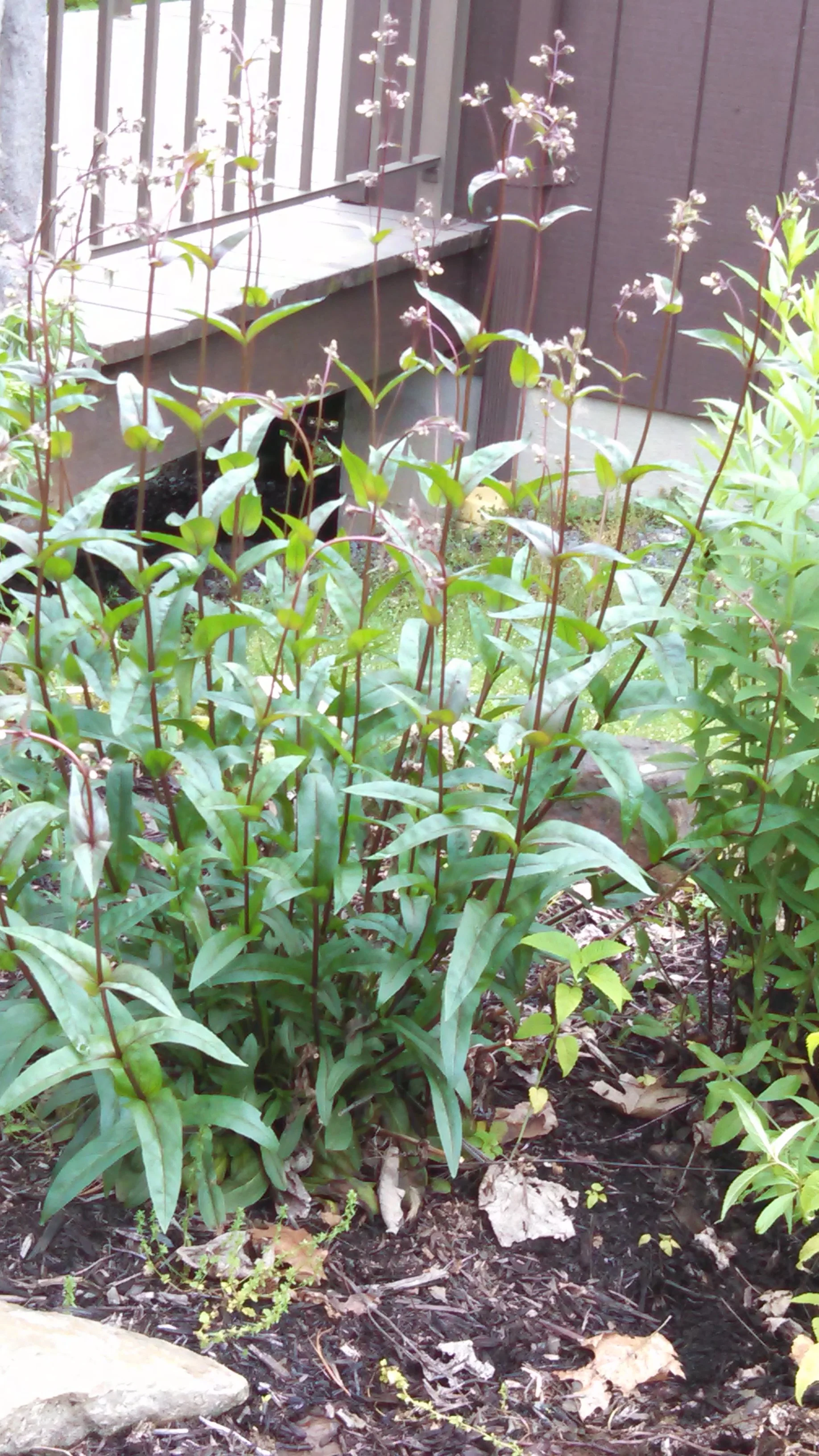 Friends Canoe Butterfly garden 002.jpg