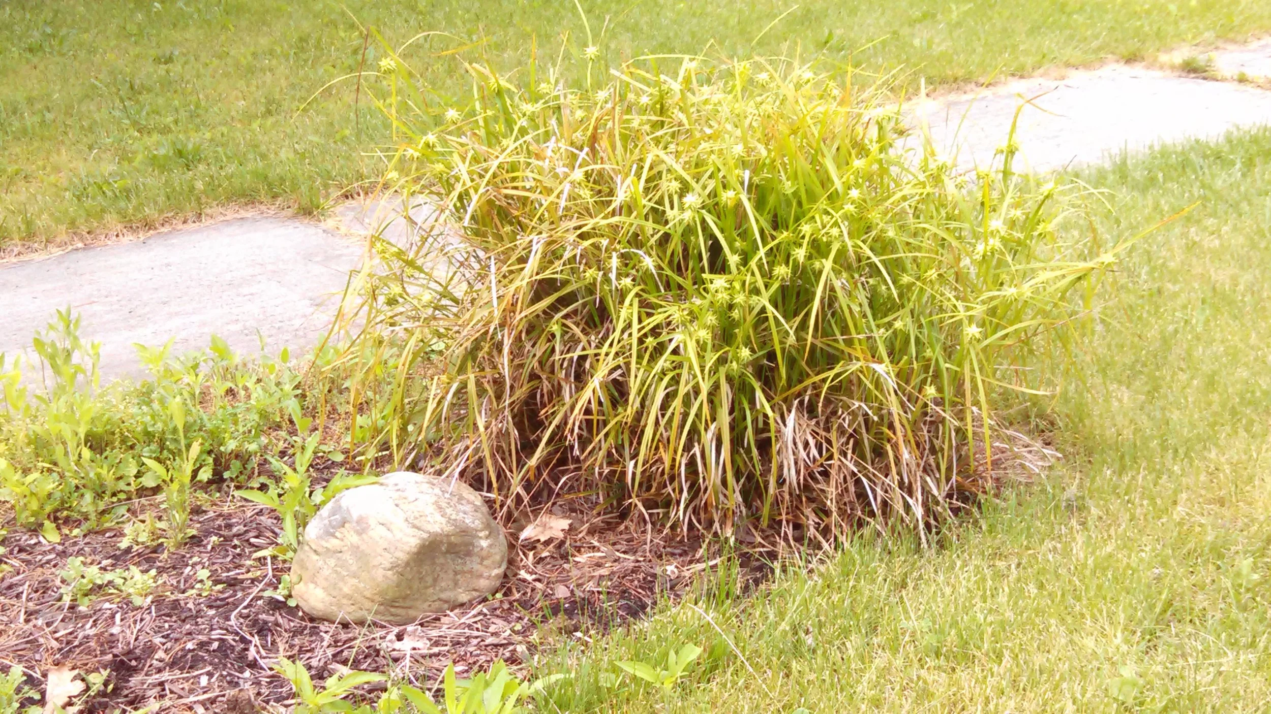 Friends Canoe Butterfly garden 007.jpg