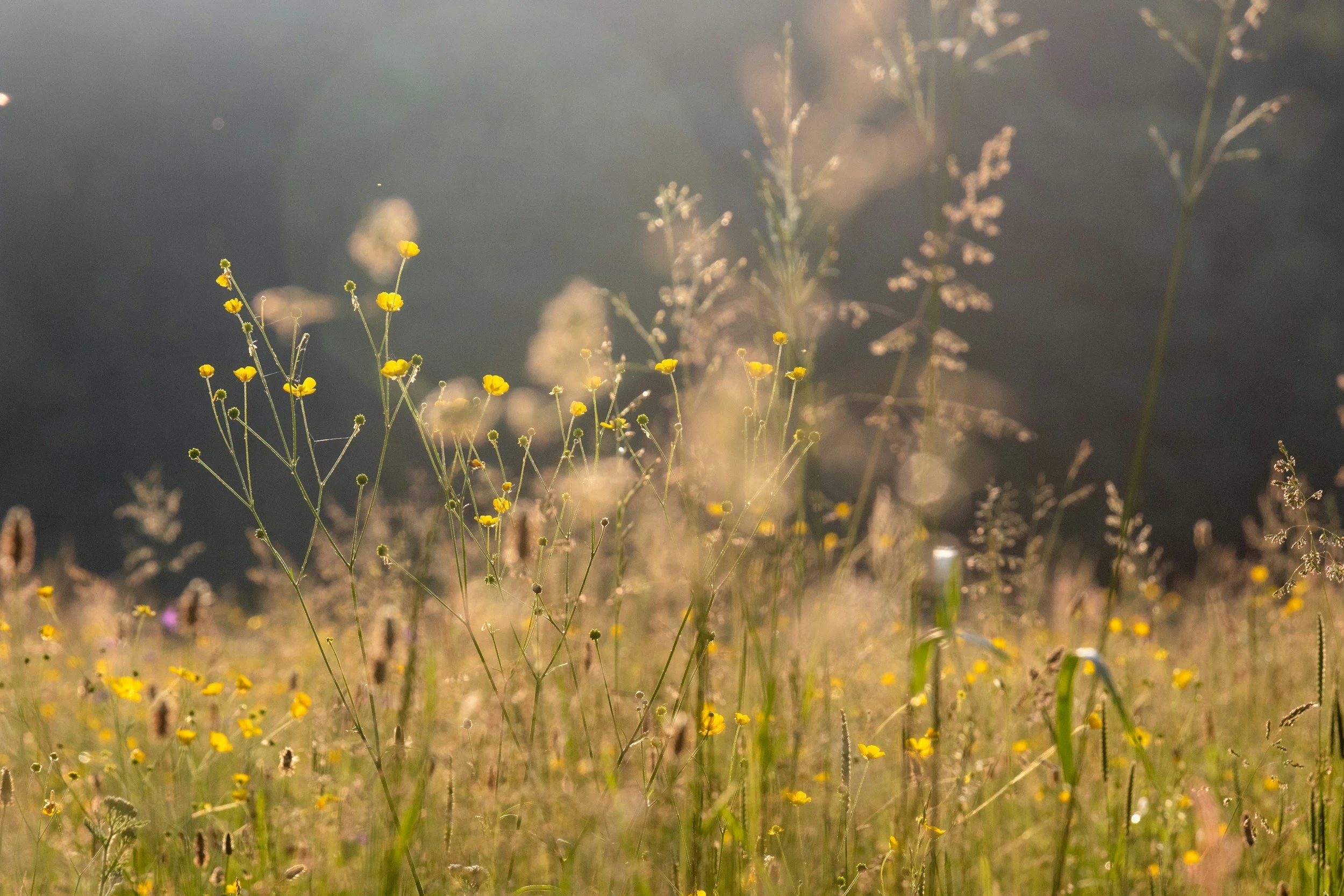 A field of wildflowers illuminated by sunlight, with yellow flowers in focus and soft, blurred greenery in the background.