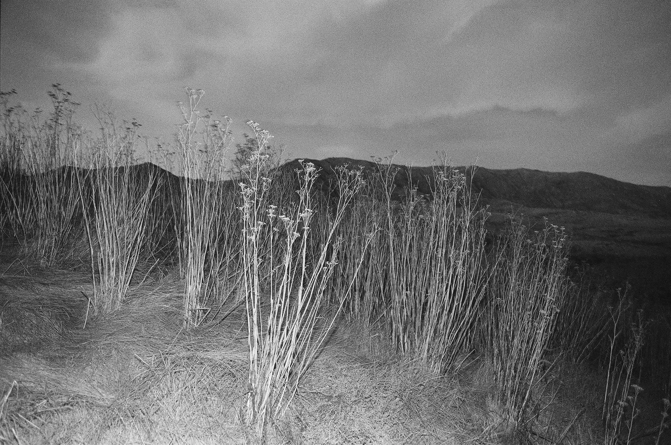 04_tsmith_fennel_bwfilm_archival_pigment_print.jpg