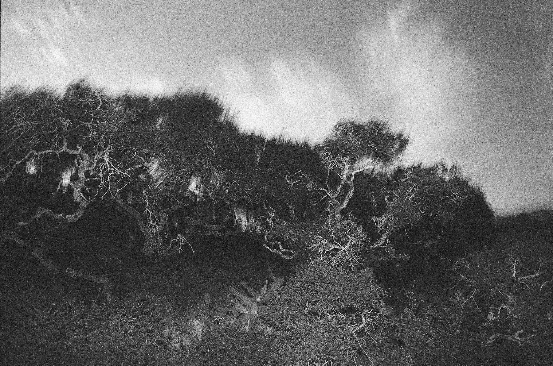 tsmith_ironwood_bwfilm_archival_pigment_print.jpg