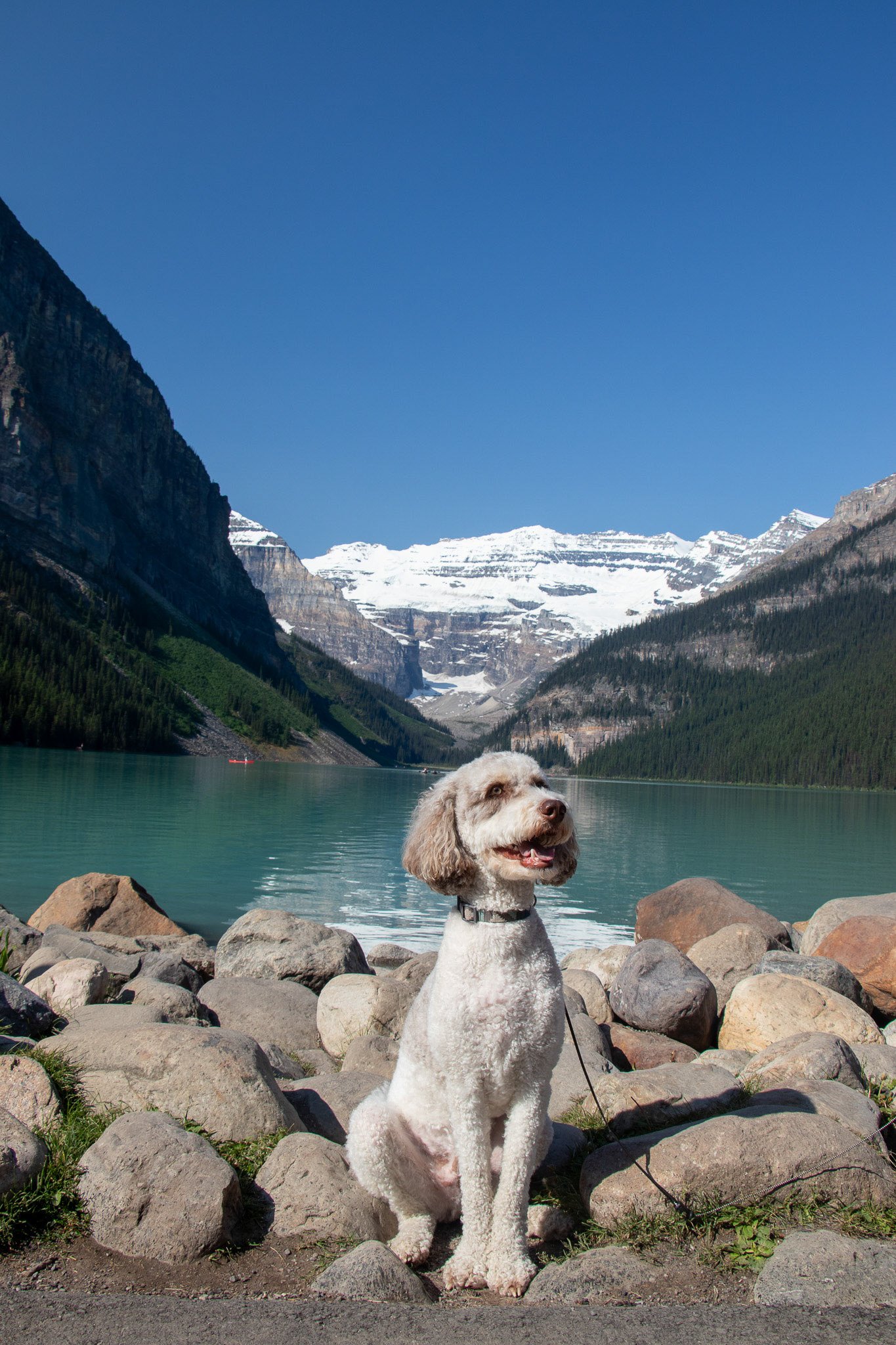 A dog sitting on rocks by a lake with mountains and a clear blue sky in the background.