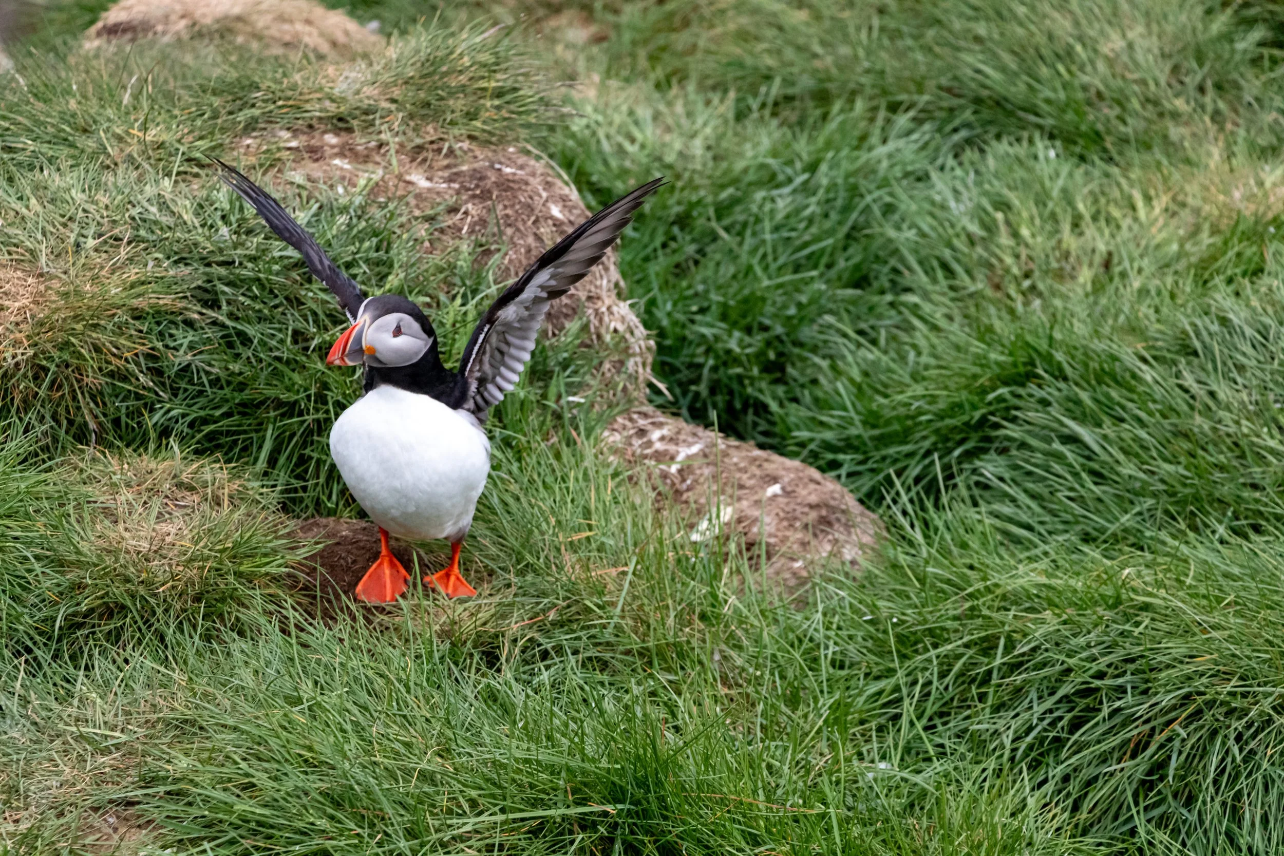 A puffin bird standing on grass with its wings partially spread, near a small mound of dirt and rocks.