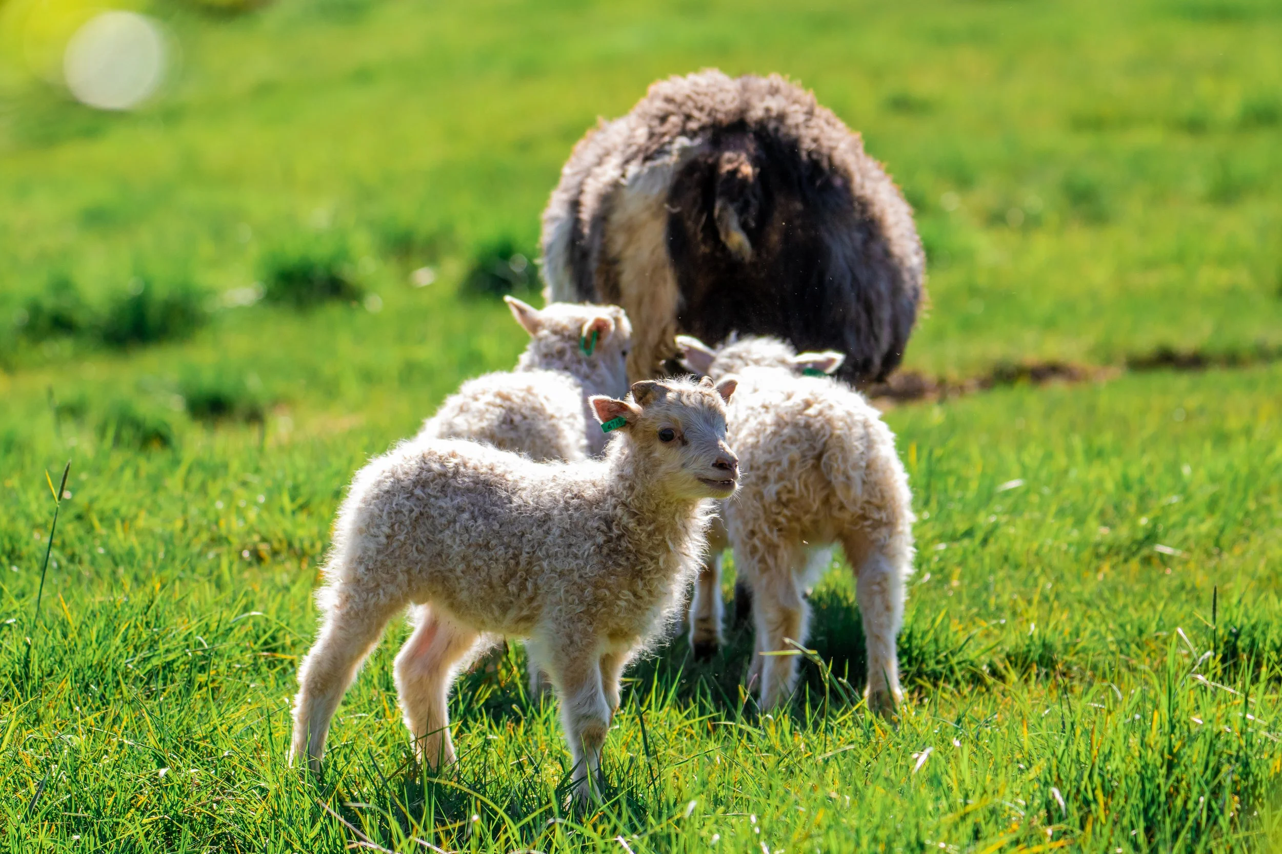 Several fluffy lambs grazing on green grass with a large, dark-furred sheep in the background.