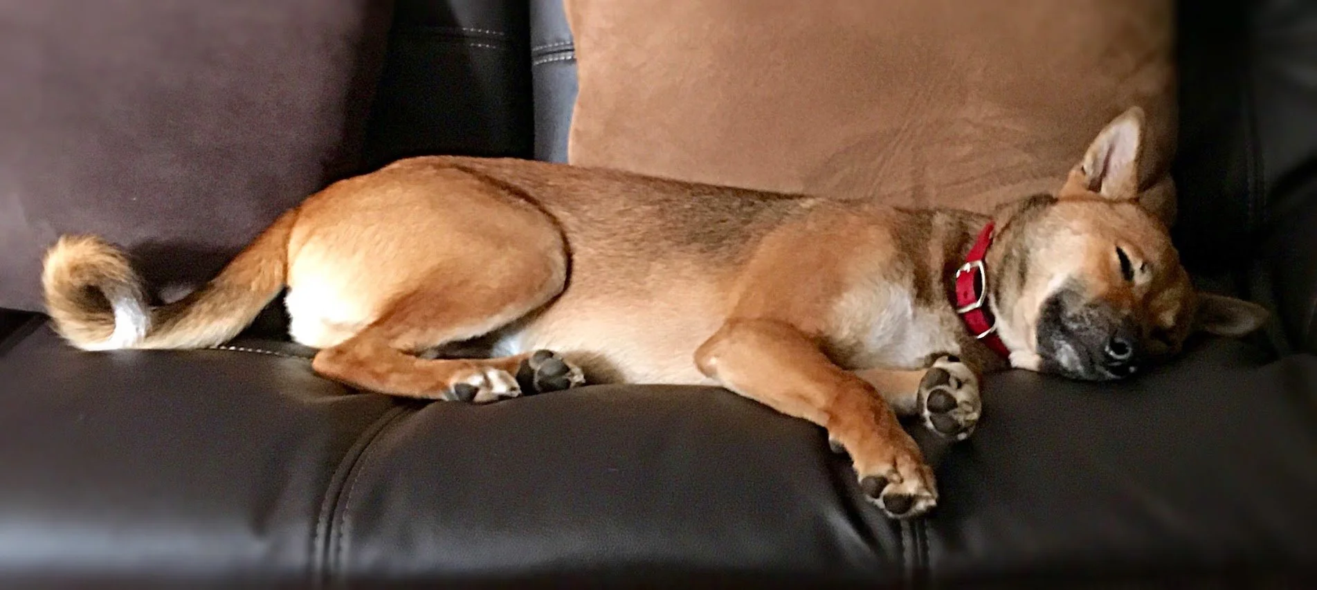 Shiba inu dog sleeping on couch