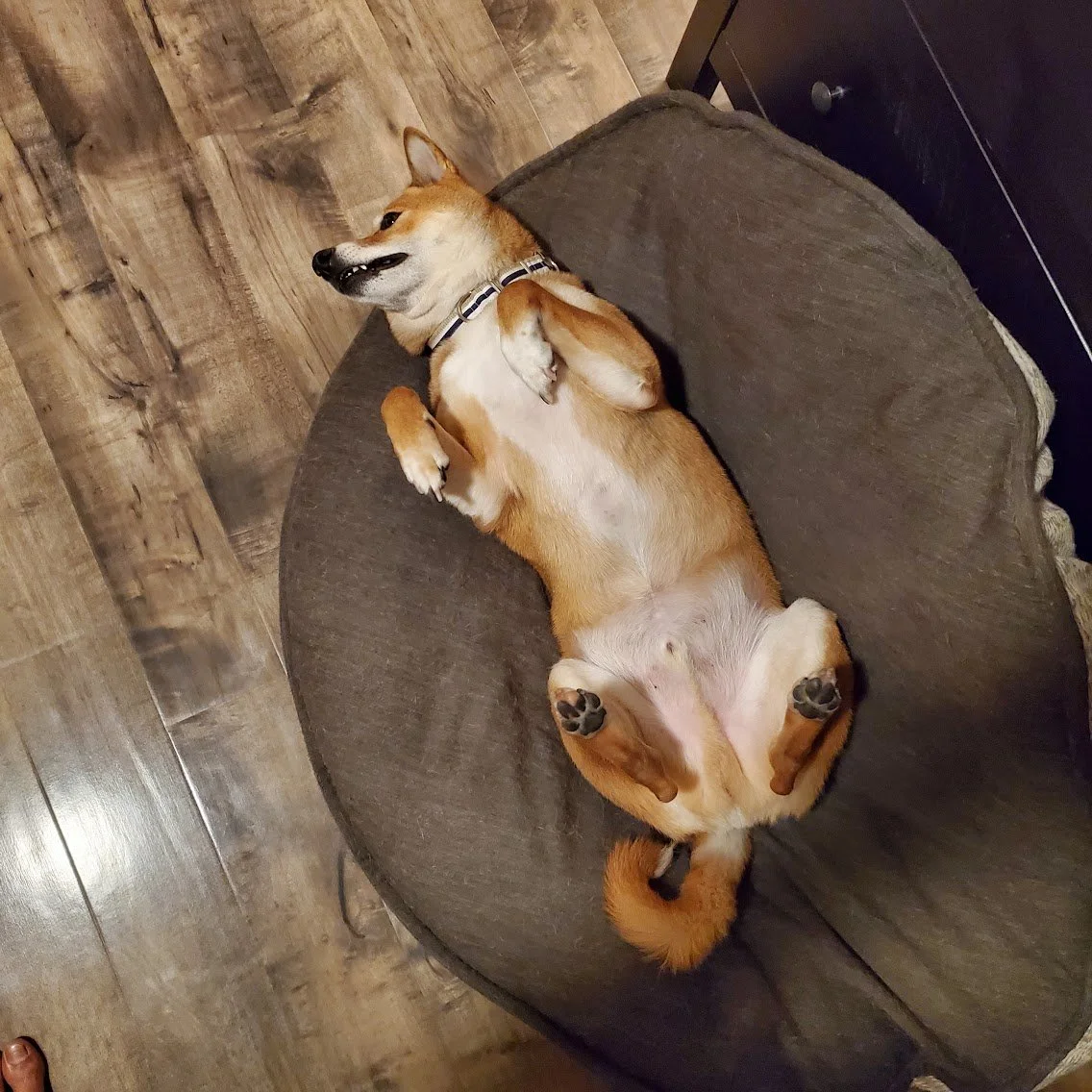 shiba inu dog sleeping upside down