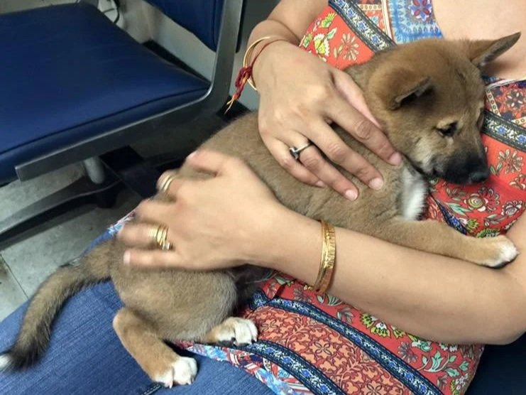 Picture of Leo at 8 week's old on Mommy's lap