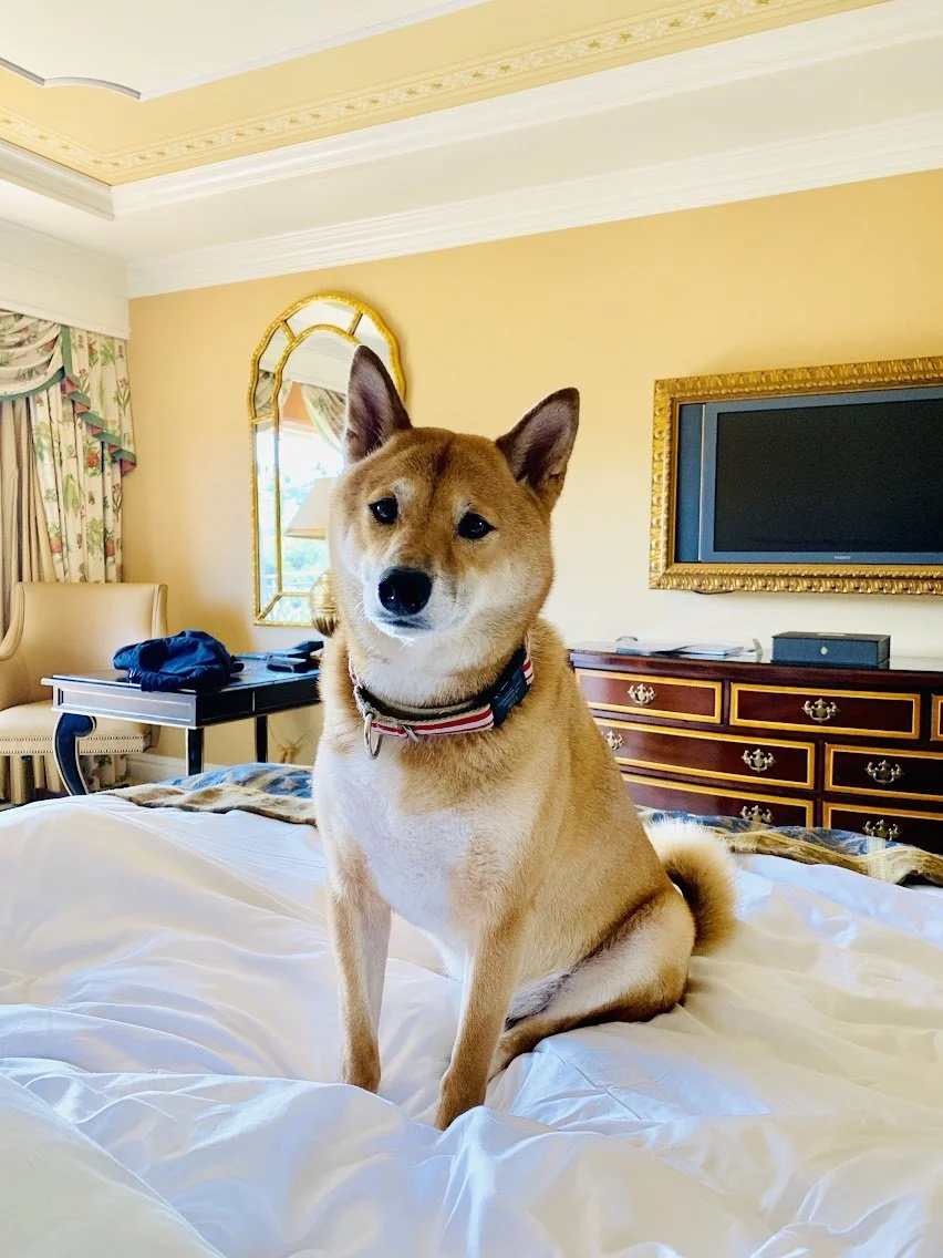 Shiba Inu dog in hotel room