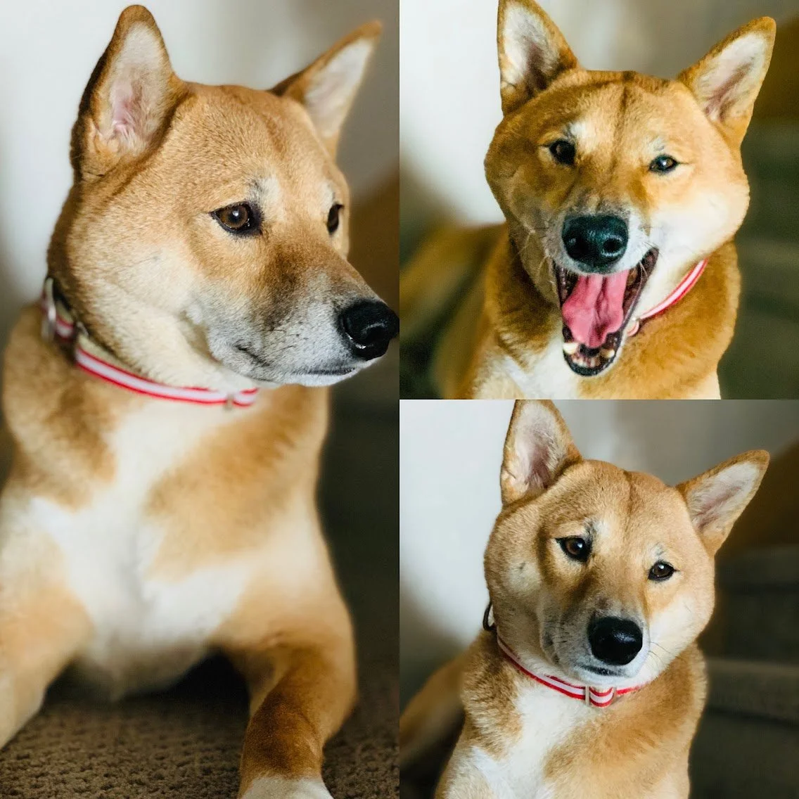 picture of shiba inu