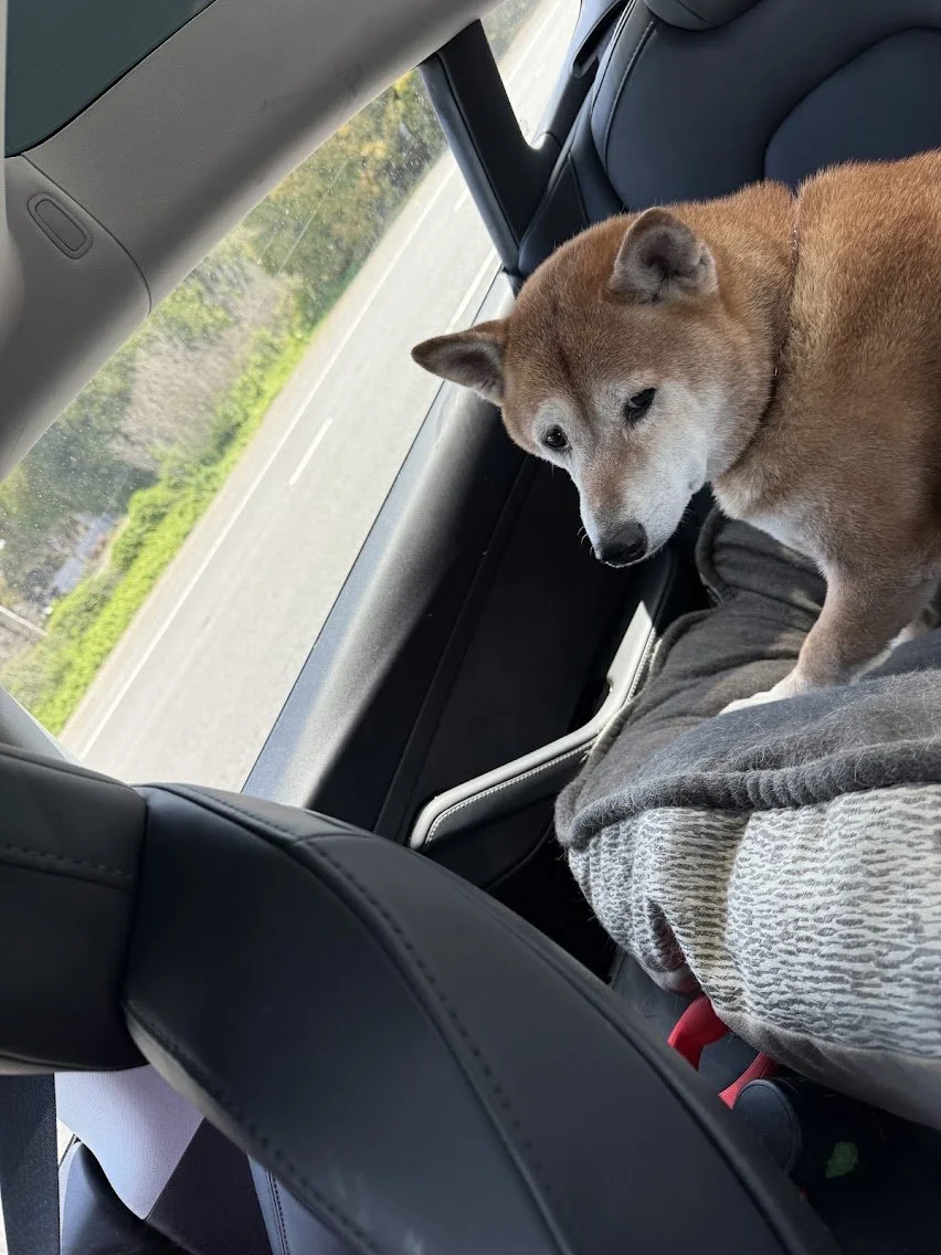 shiba inu in car