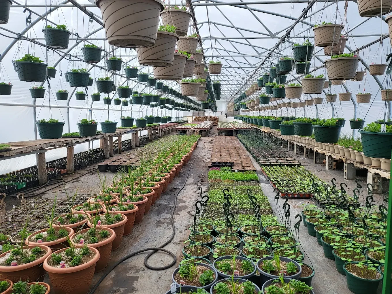 THE PLANT MAN: NORTHERN FLOWERS GARDEN CENTERAddress: 332391 US-2, Newport, WA 99156
Phone: (509) 954-2904
Hours: 
Saturday	9 AM–5 PM
Sunday	       10 AM–4 PM
Monday	9 AM–5 PM
Tuesday	9 AM–5 PM
Wednesday	9 AM–5 PM
Thursday	9 AM–5 PM
Friday	9 AM–5 PM
