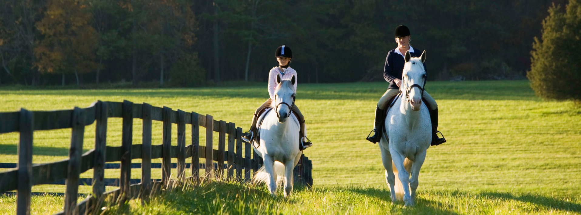 Equine Therapy