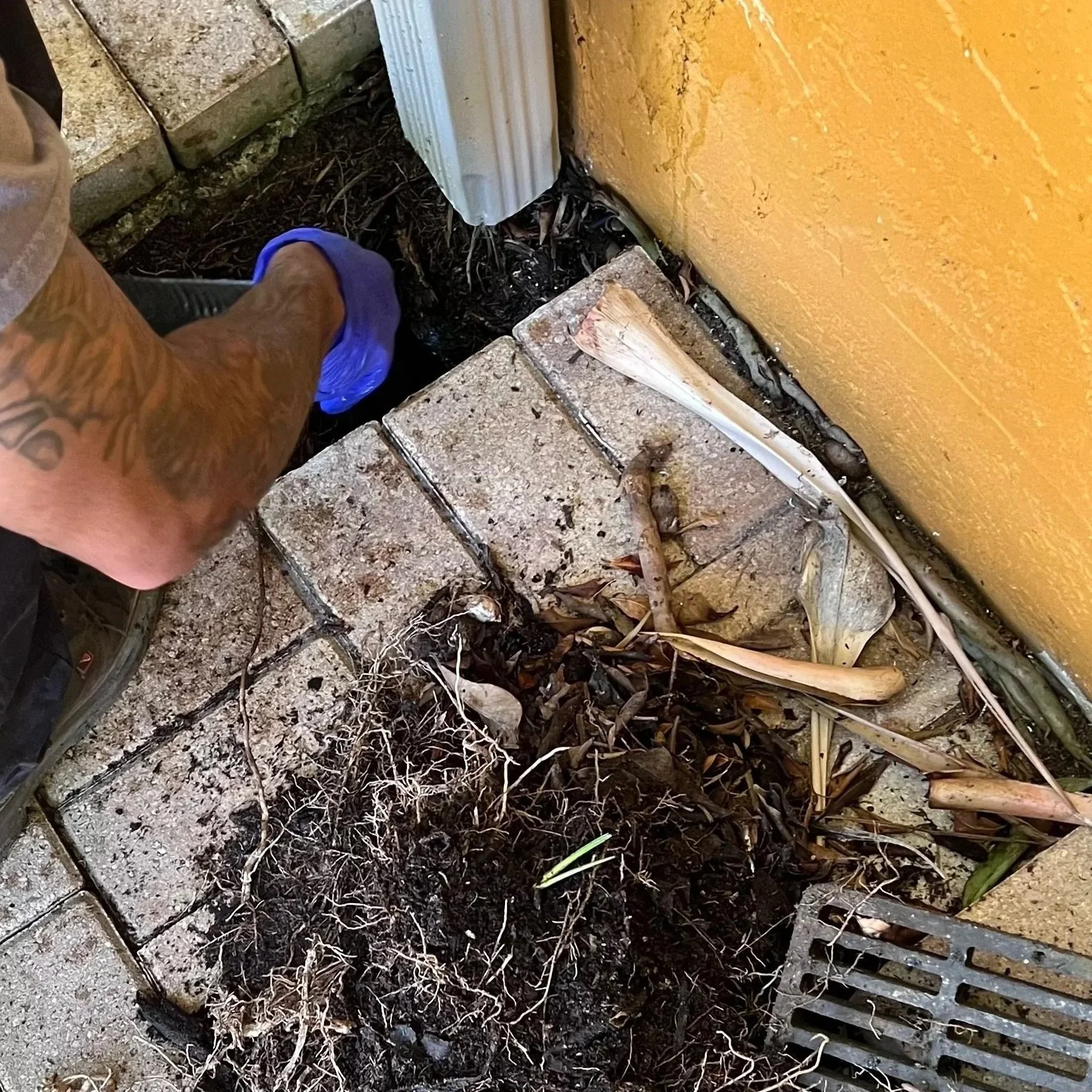 Technician clearing roots and debris from an underground downspout drain to restore proper gutter flow.