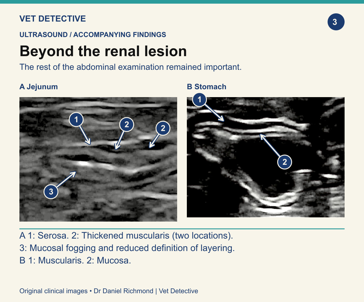 Paired ultrasound views of feline jejunum and stomach, with labelled mural layers and jejunal muscularis thickening.