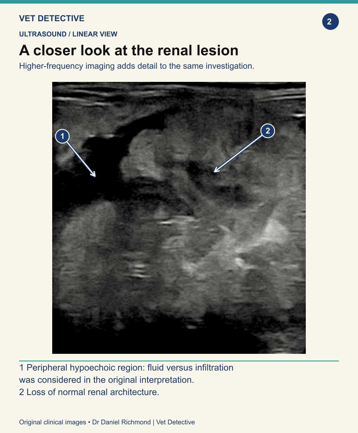 Linear ultrasound close-up of a feline renal lesion, with labelled pointers to a peripheral hypoechoic region and loss of normal renal architecture.