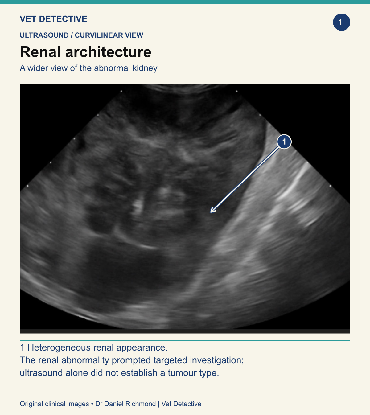 Curvilinear ultrasound view of an abnormal feline kidney, with a labelled pointer indicating heterogeneous renal architecture.