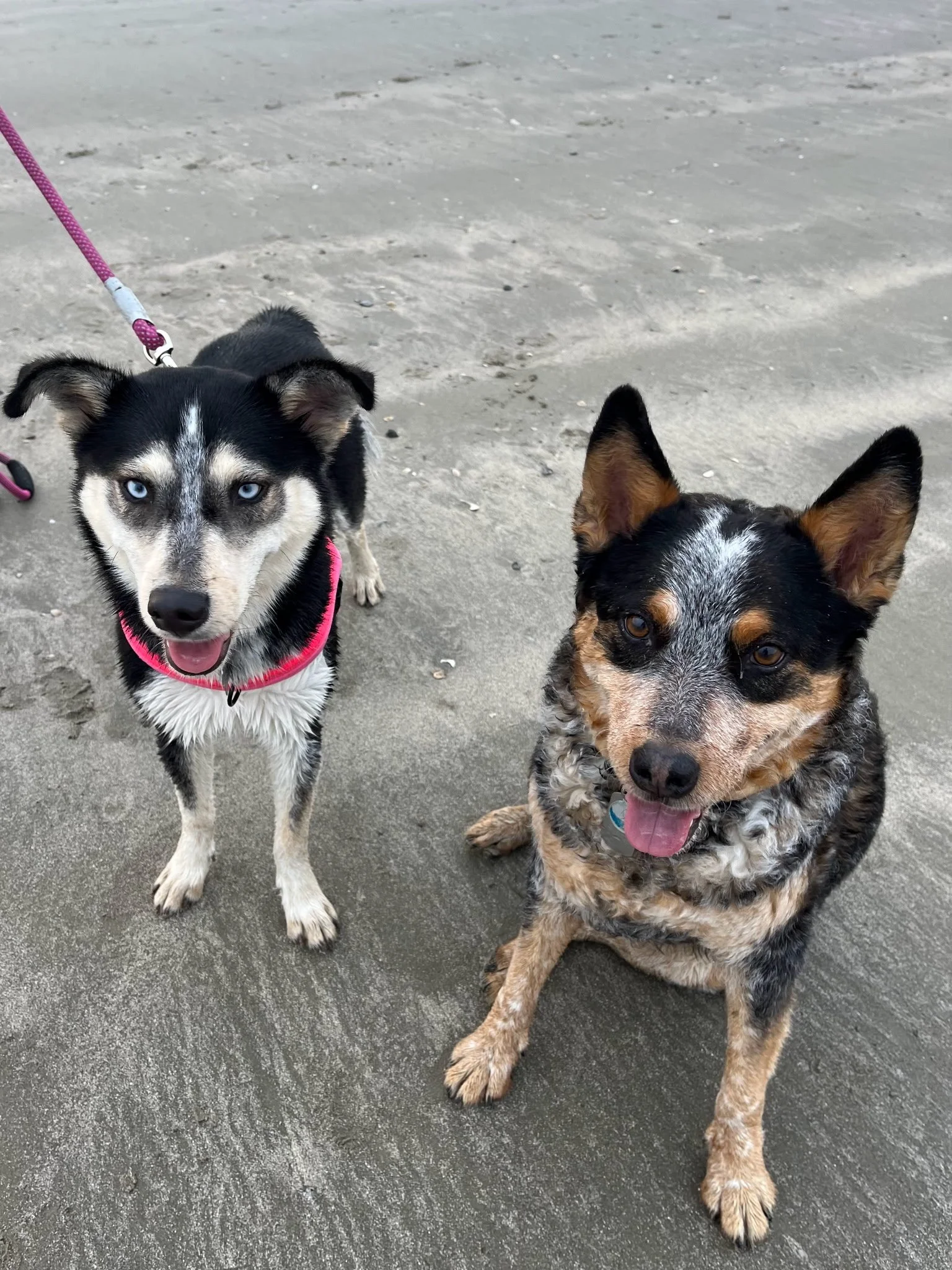 Two dogs sitting on a sandy beach, a Husky with blue eyes , the other a blue Heeler, both looking at the camera with their tongues out.