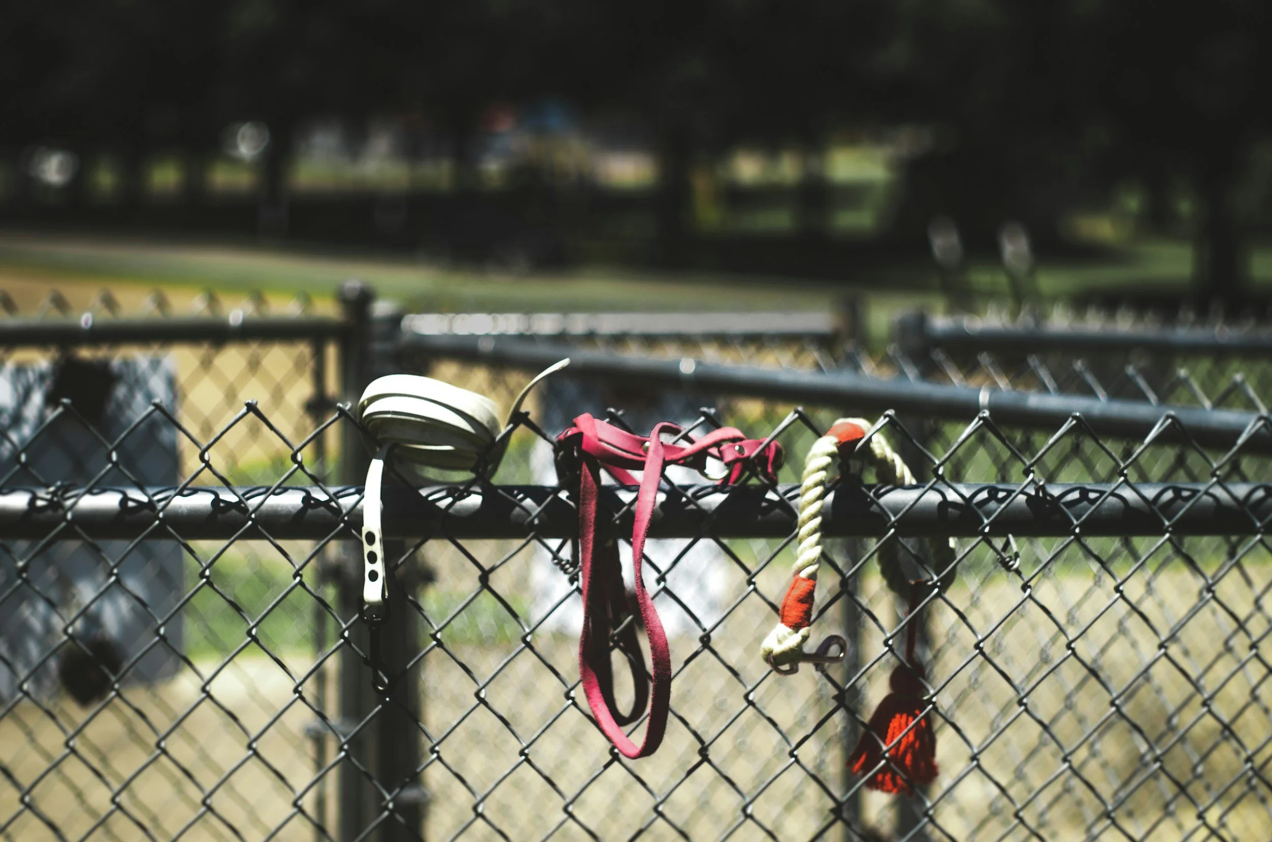 Close-up of a chain-link fence with dog collars and leashes hanging on it, with blurred park in the background.