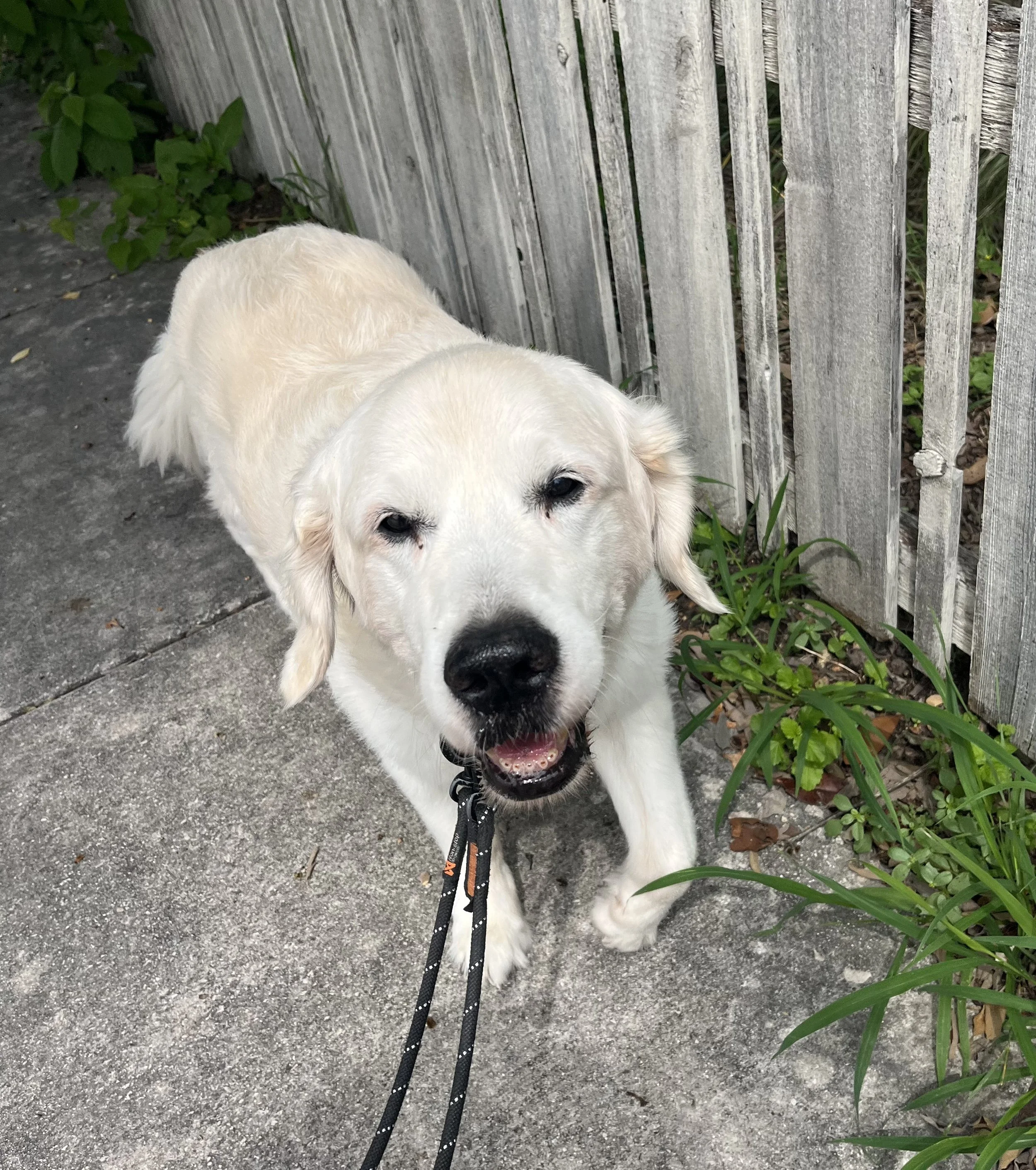 A happy white retriever laying on a sidewalk near a wooden fence and green plants.